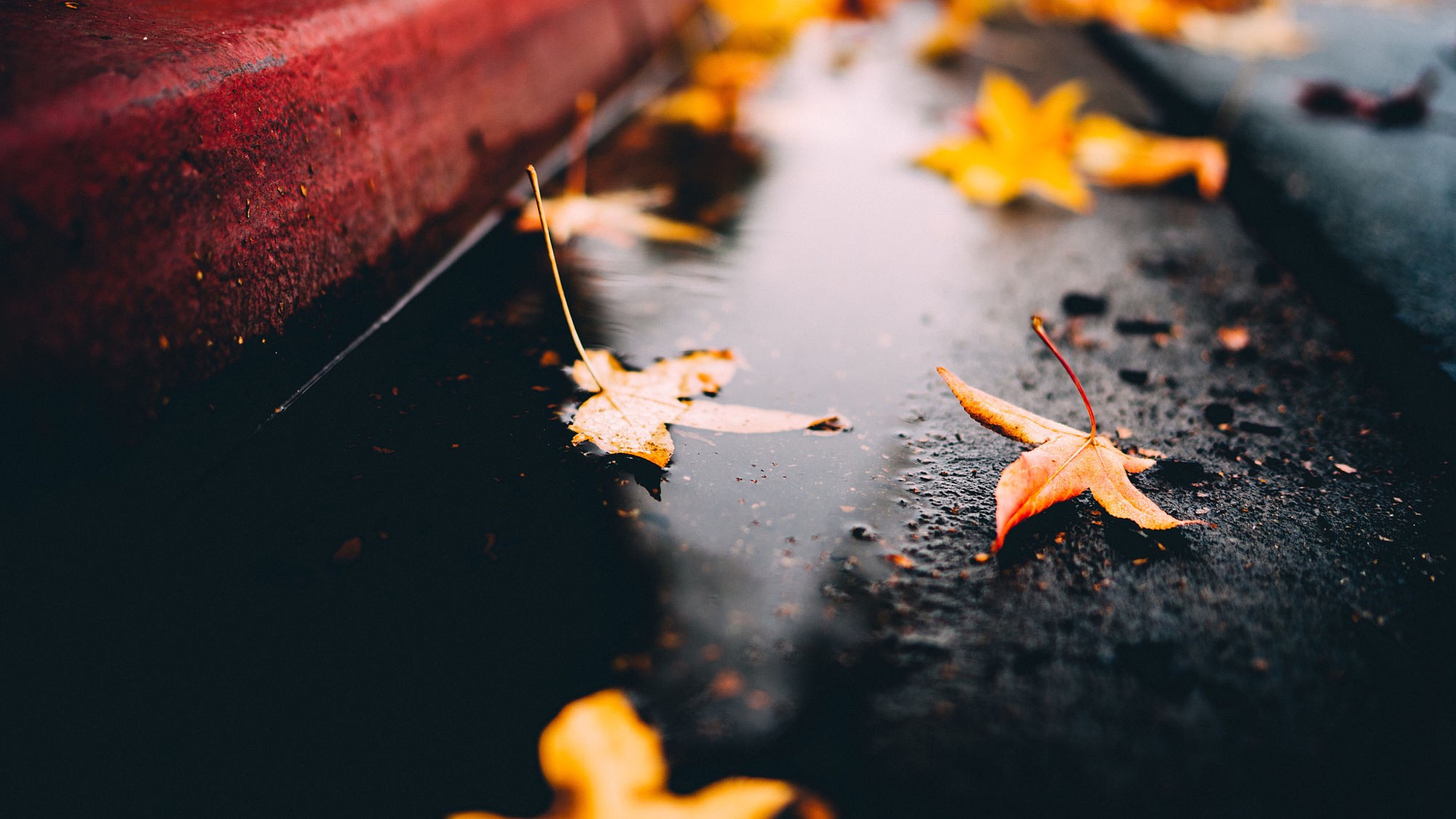 Autumn leaves on a wet surface HD Wallpaper