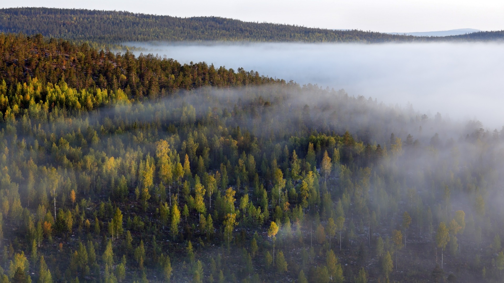 Misty forest with rolling hills and trees HD Wallpaper