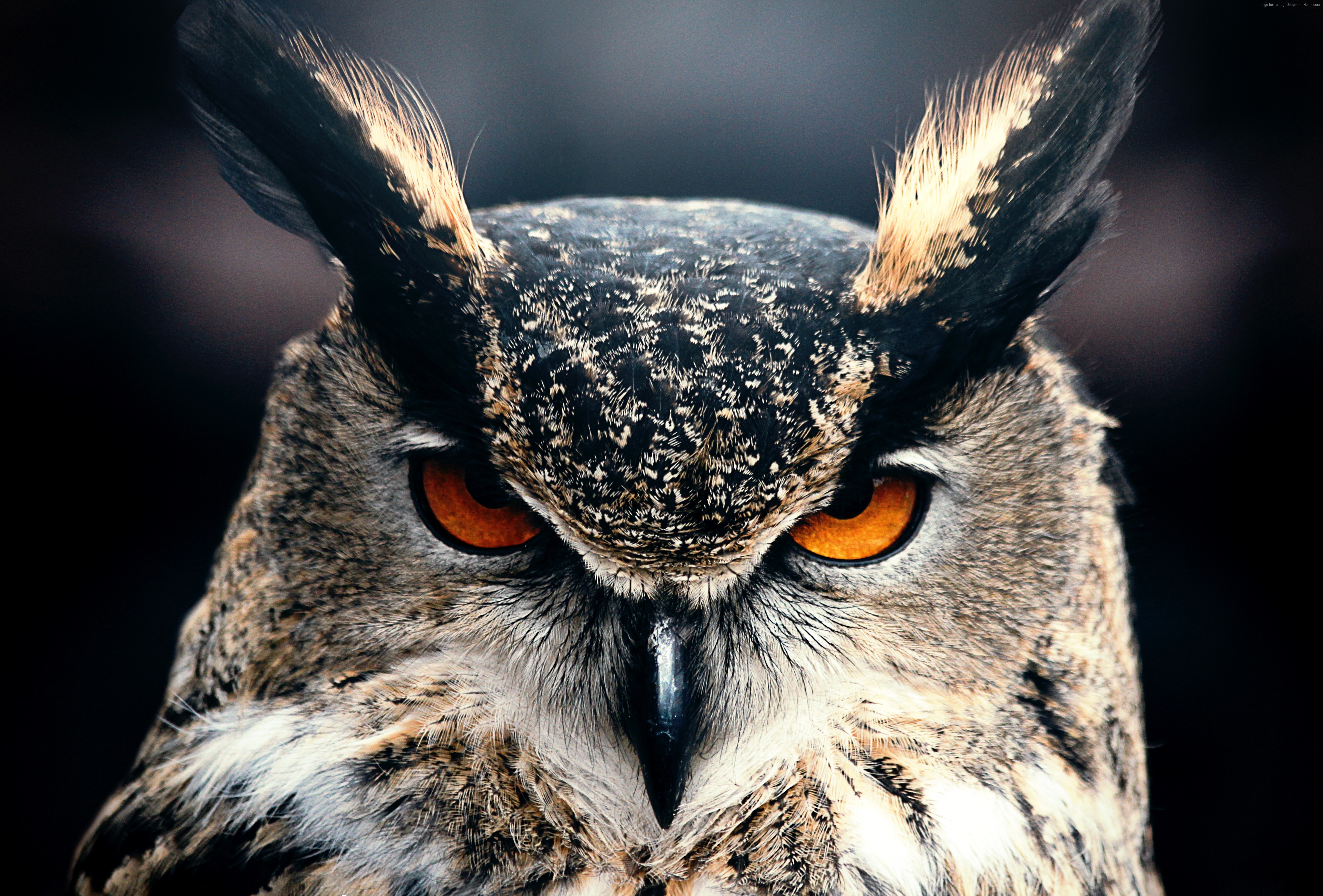 Close-up of a Great Horned Owl's face HD Wallpaper