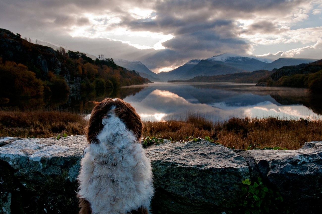 Dog looking at a lake with mountains and clouds HD Wallpaper