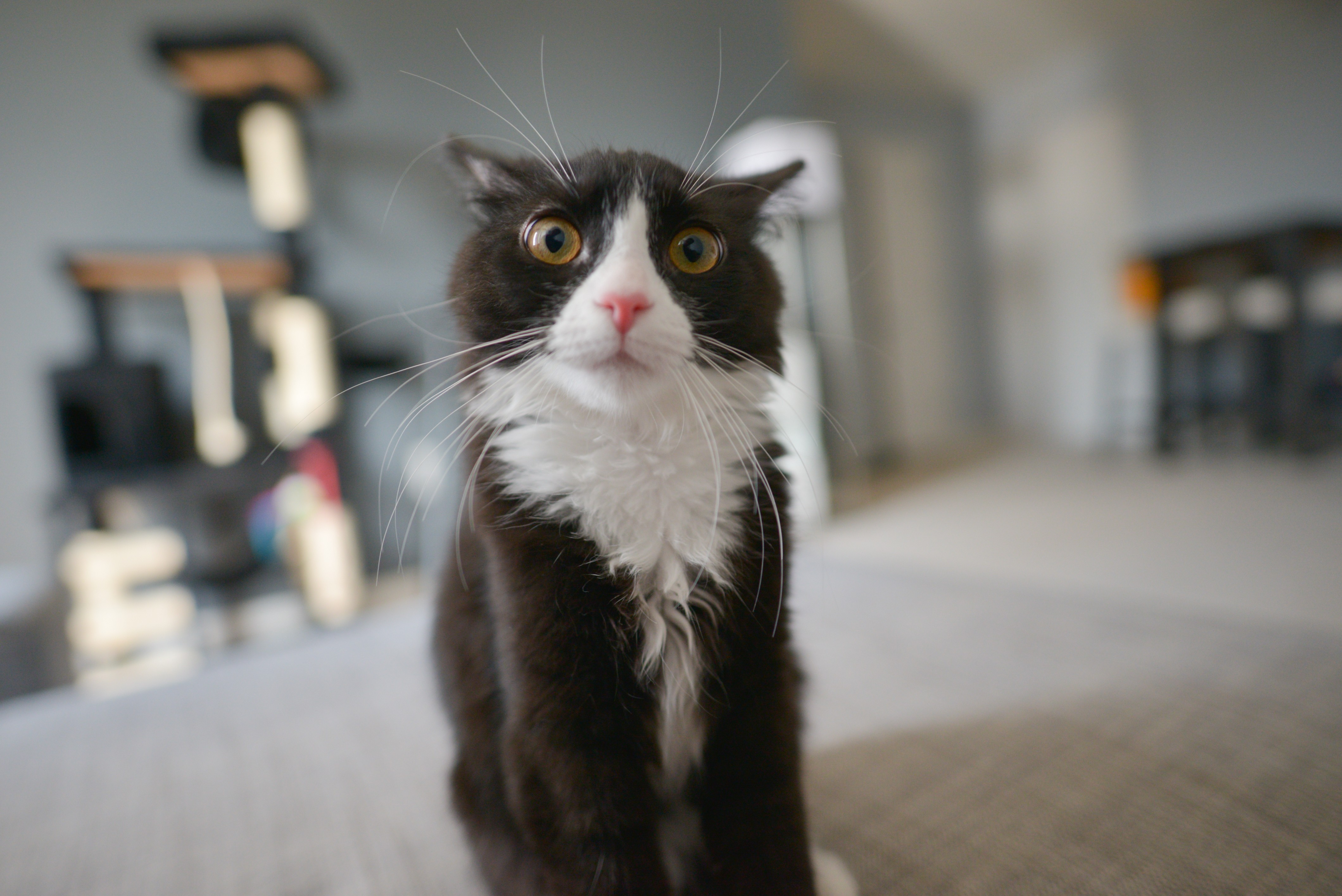 A black and white cat with wide eyes HD Wallpaper