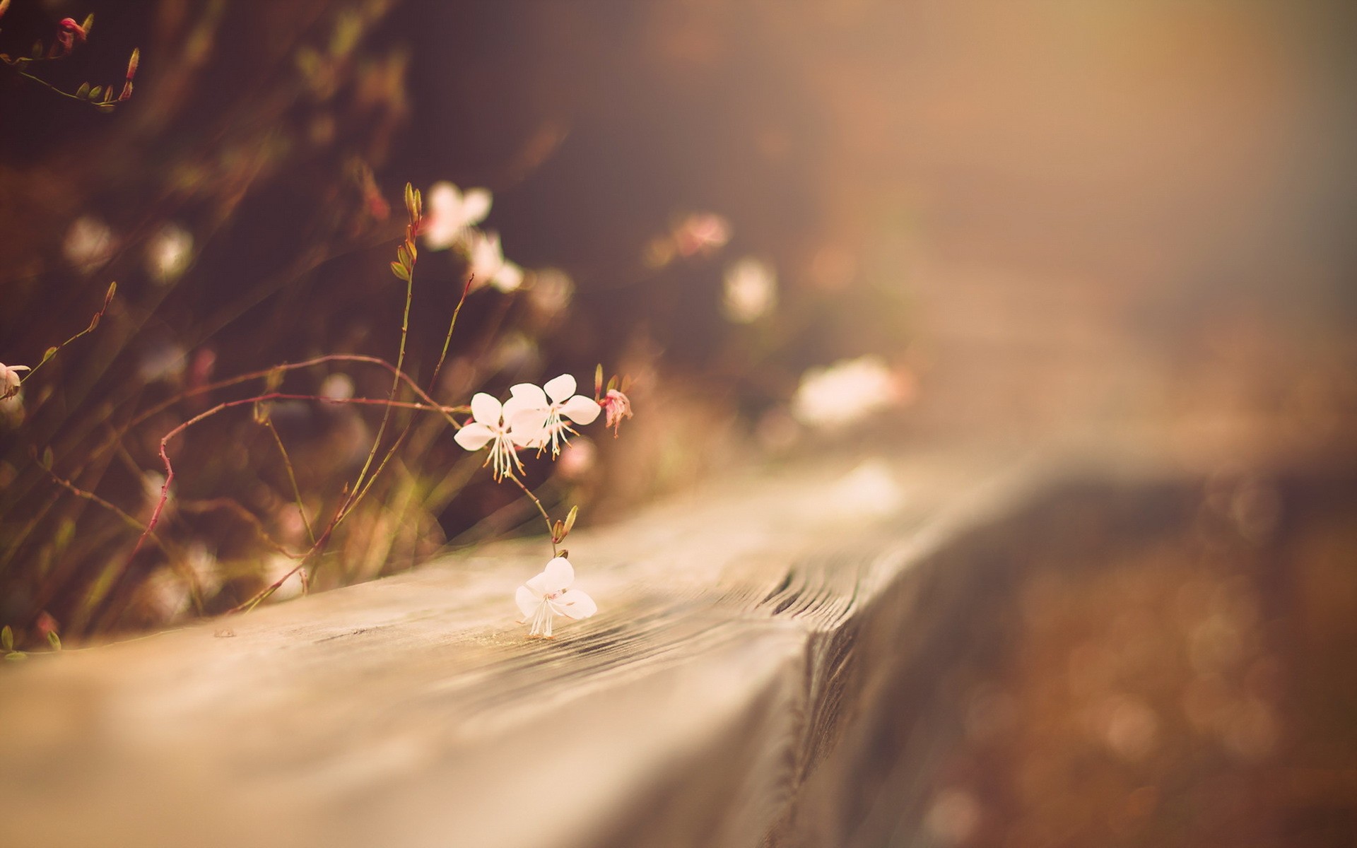 Delicate white flowers on a wooden surface with bokeh background HD Wallpaper