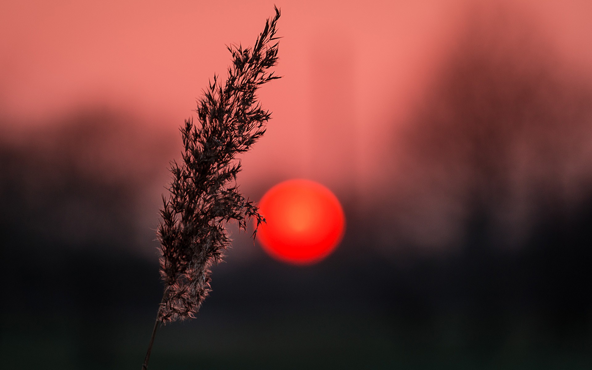 Silhouette of a plant against a red sun HD Wallpaper