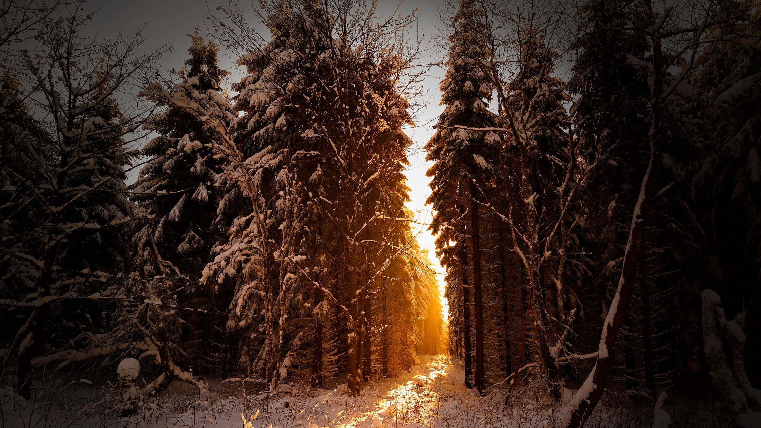 Sunlight filtering through snow-covered trees in a winter forest HD Wallpaper