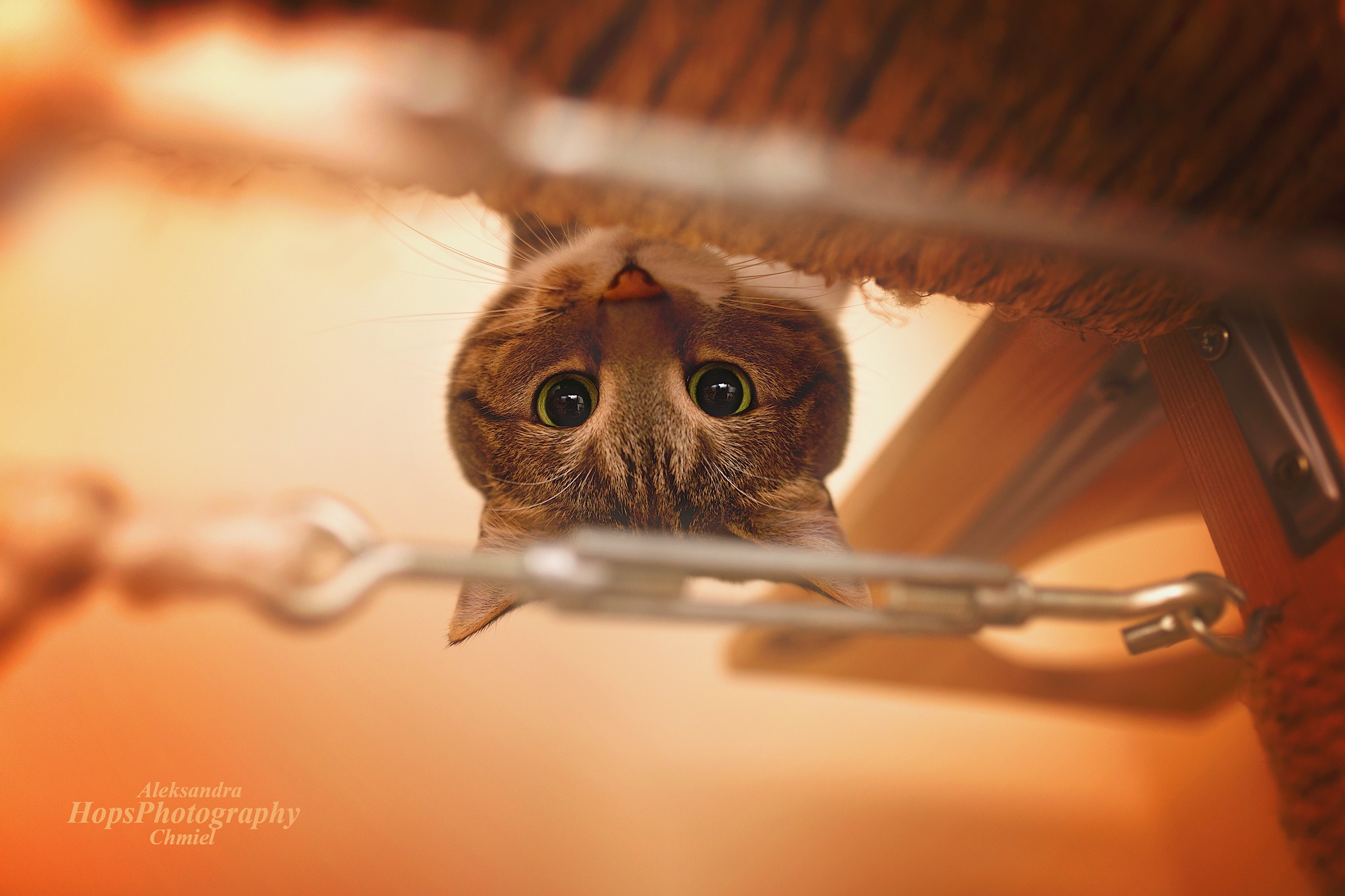 Close-up portrait of a tabby cat looking down HD Wallpaper