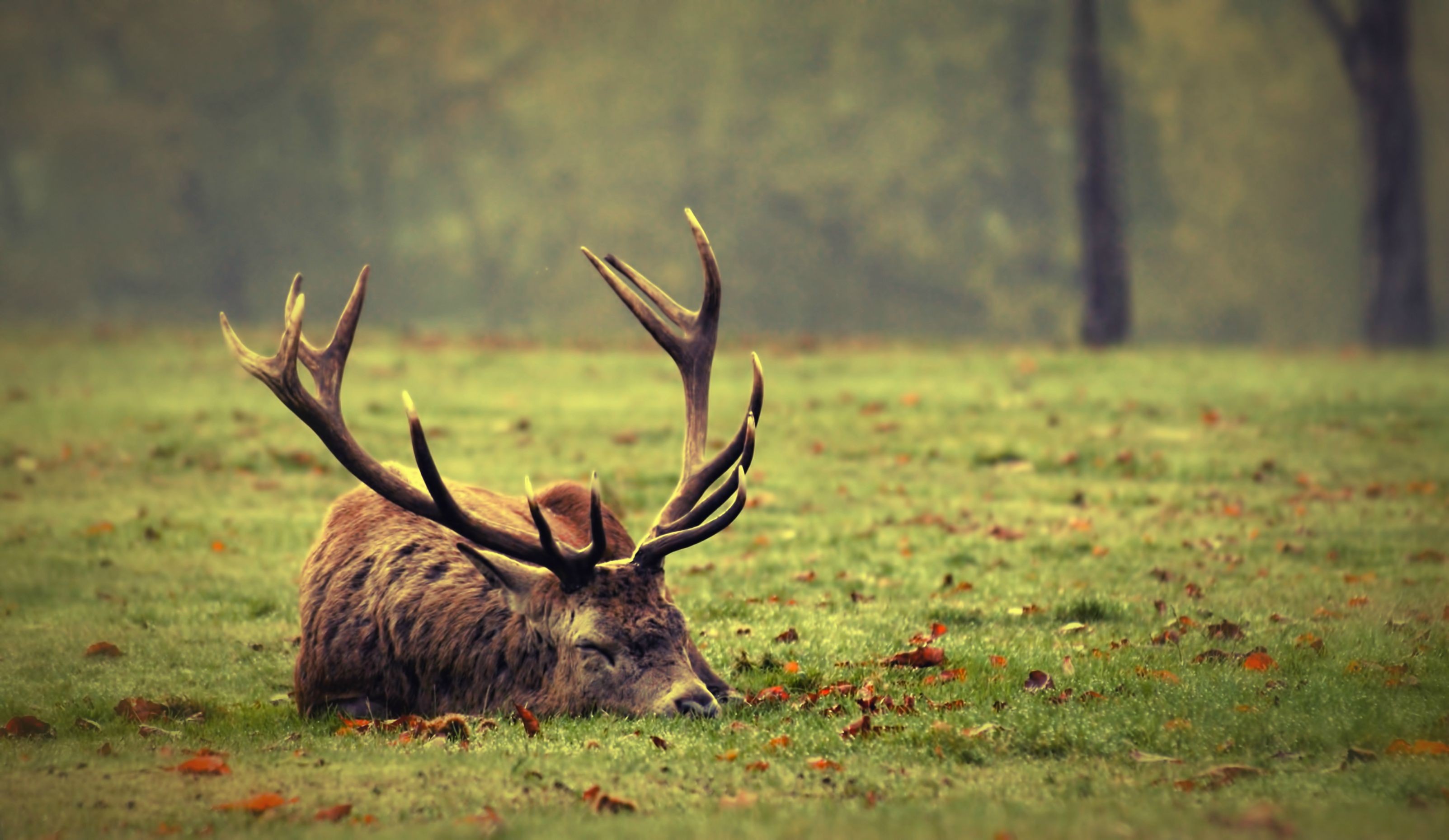 A majestic deer rests in a grassy field HD Wallpaper