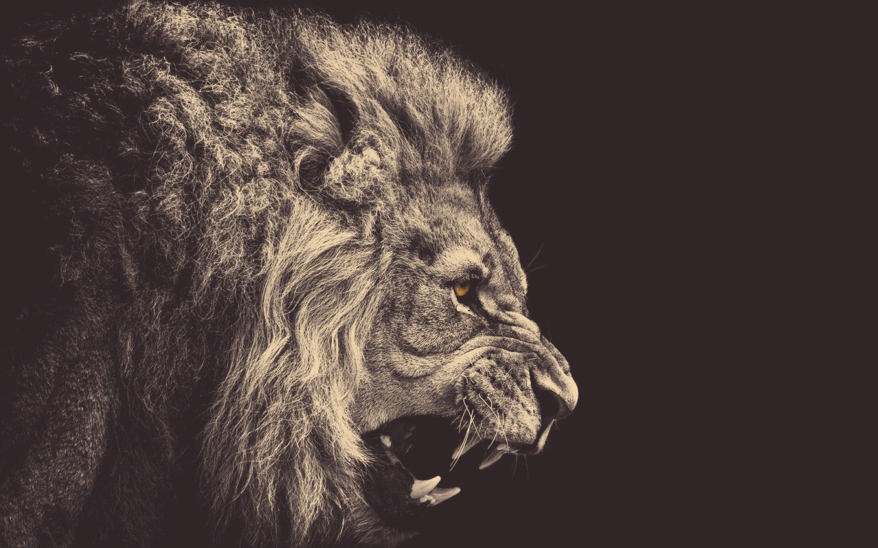 Close-up of a roaring lion HD Wallpaper