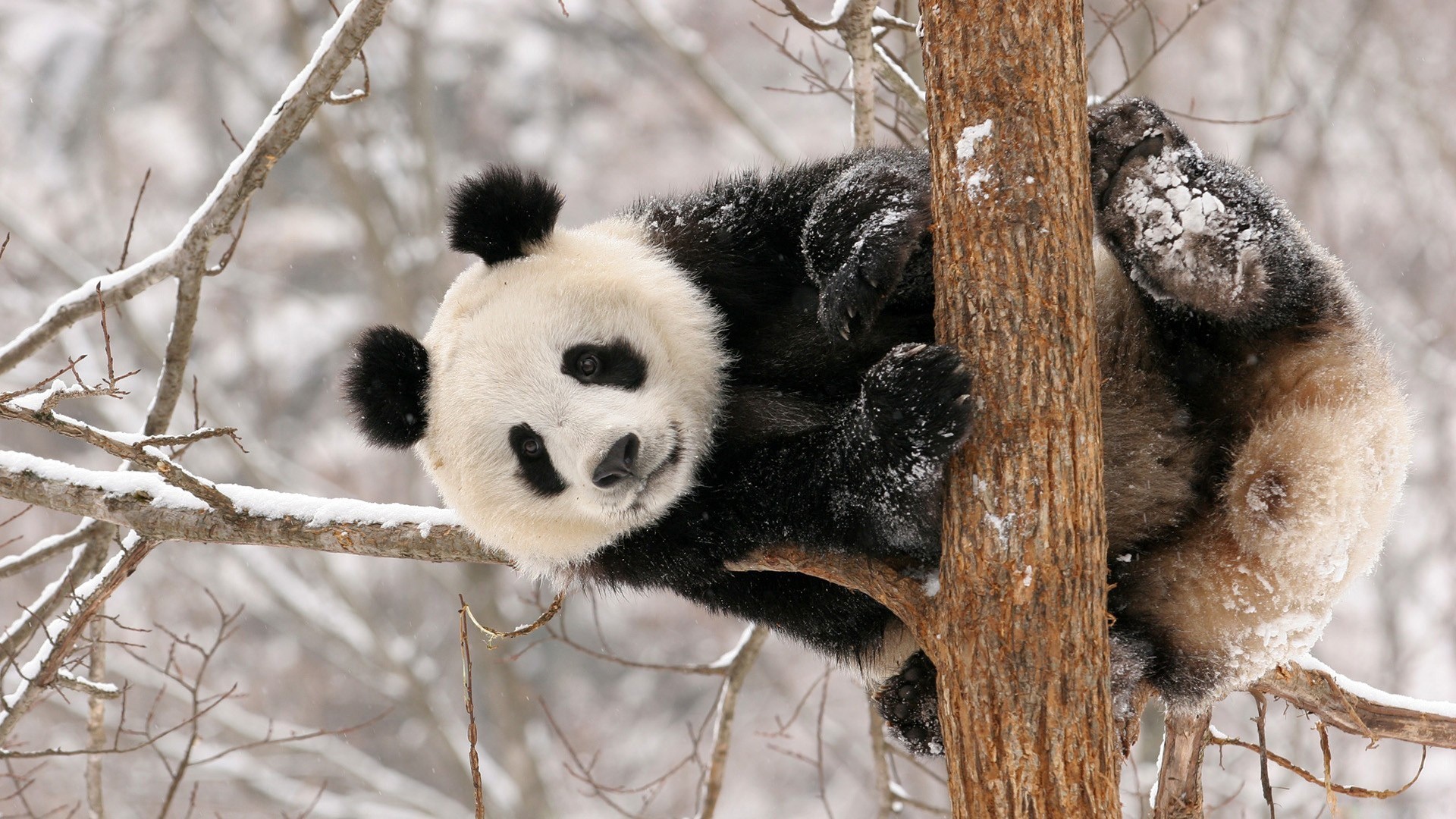 Panda climbing a tree in the snow HD Wallpaper