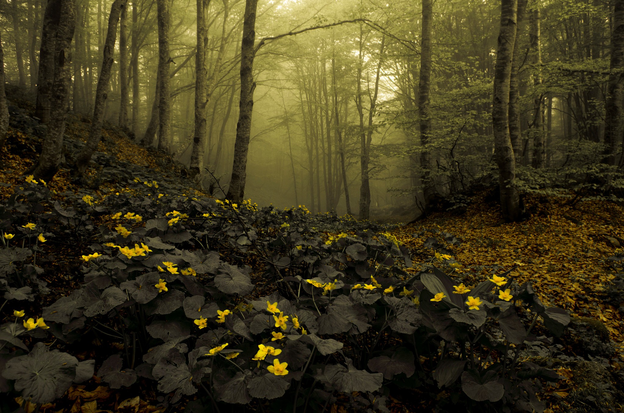 Yellow flowers in a misty forest HD Wallpaper