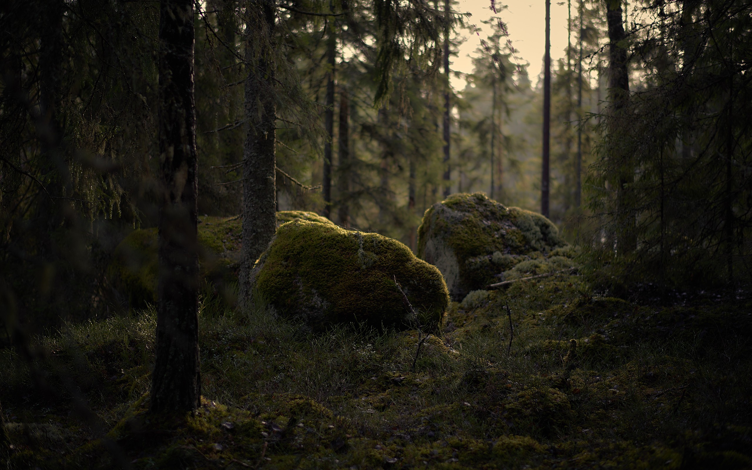 Moss-covered rocks in a dark forest HD Wallpaper