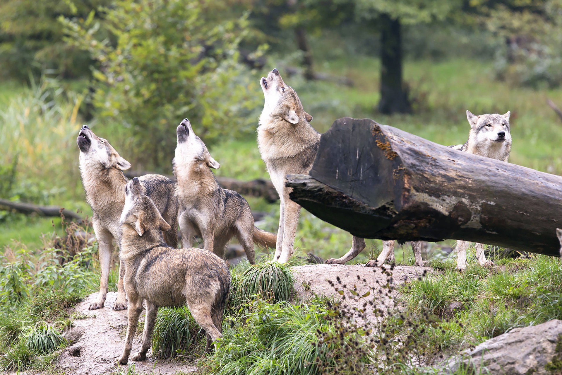 A pack of wolves howling in a forest HD Wallpaper