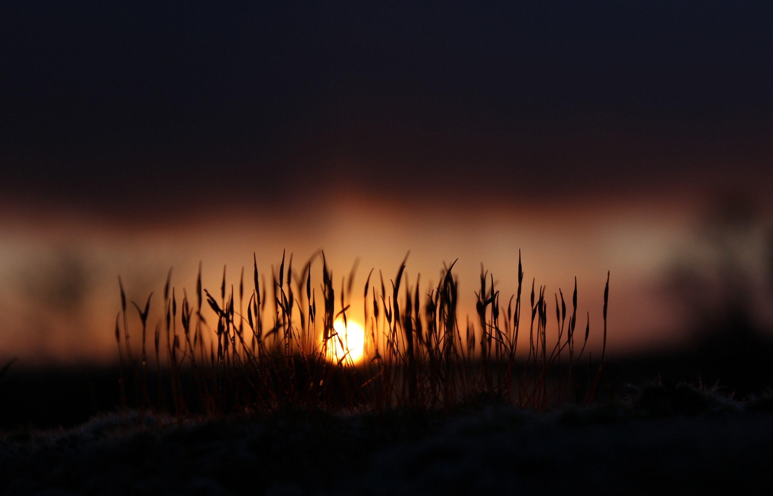 Sun setting behind silhouetted grass HD Wallpaper