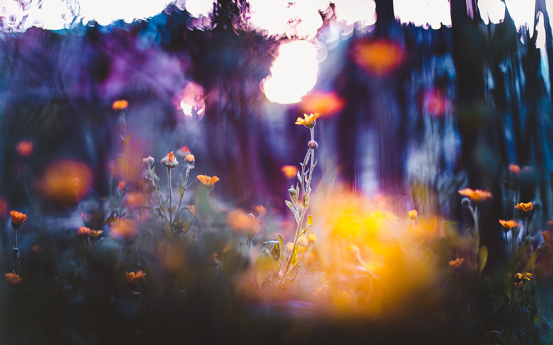 Flowers with bokeh and depth of field HD Wallpaper