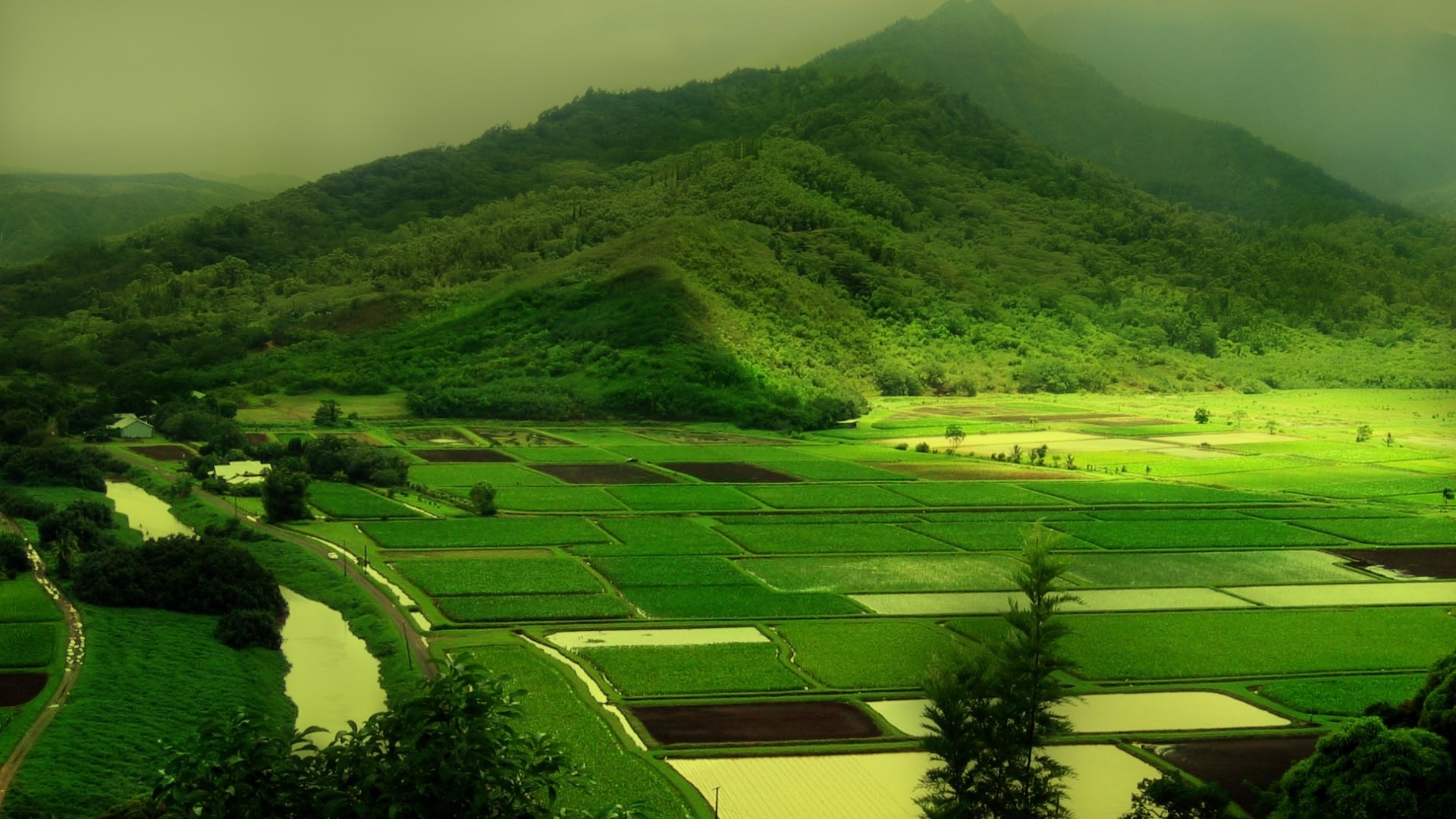 Green agricultural fields in a misty valley with mountains HD Wallpaper