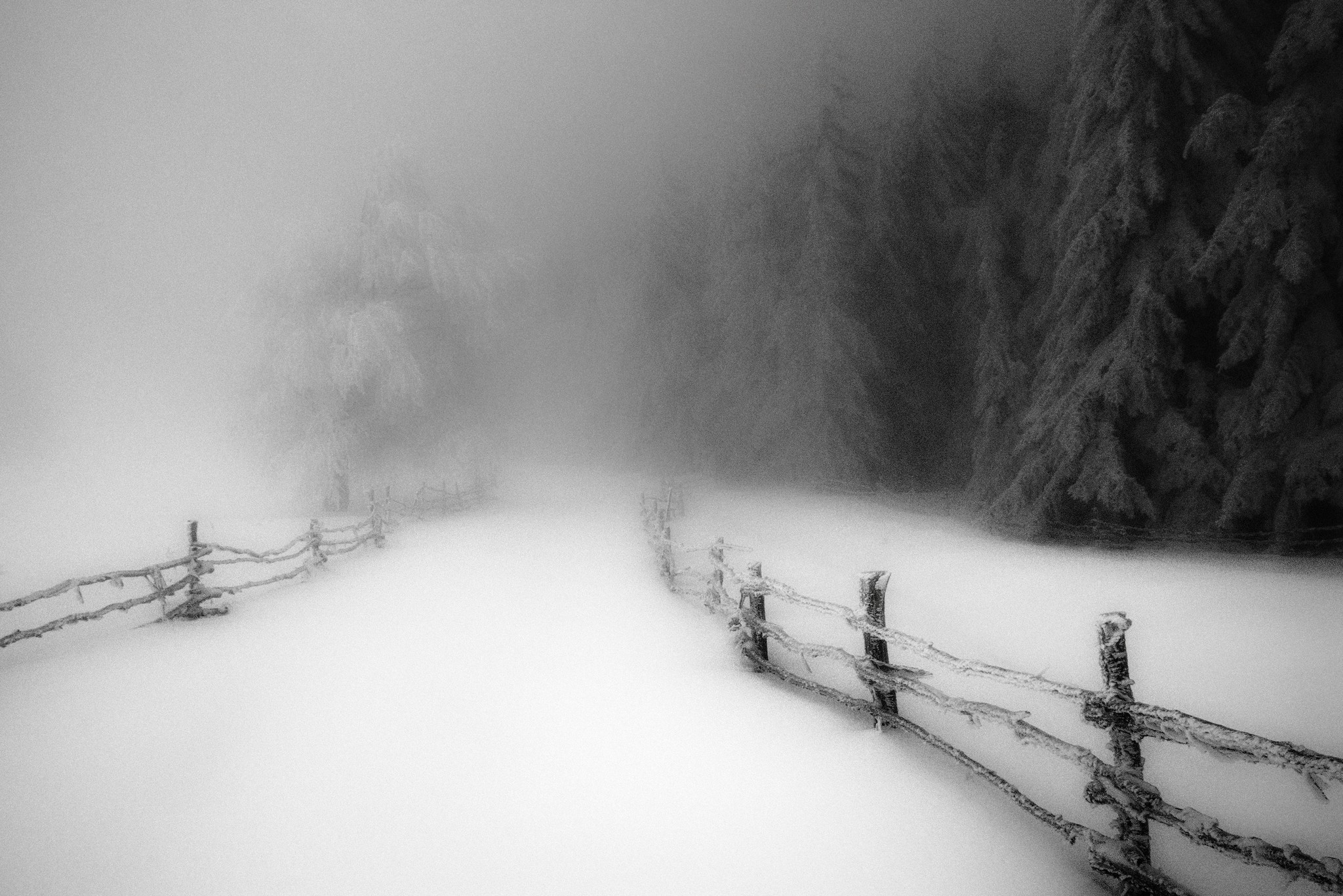 Winter forest path with a snowy fence and mist HD Wallpaper