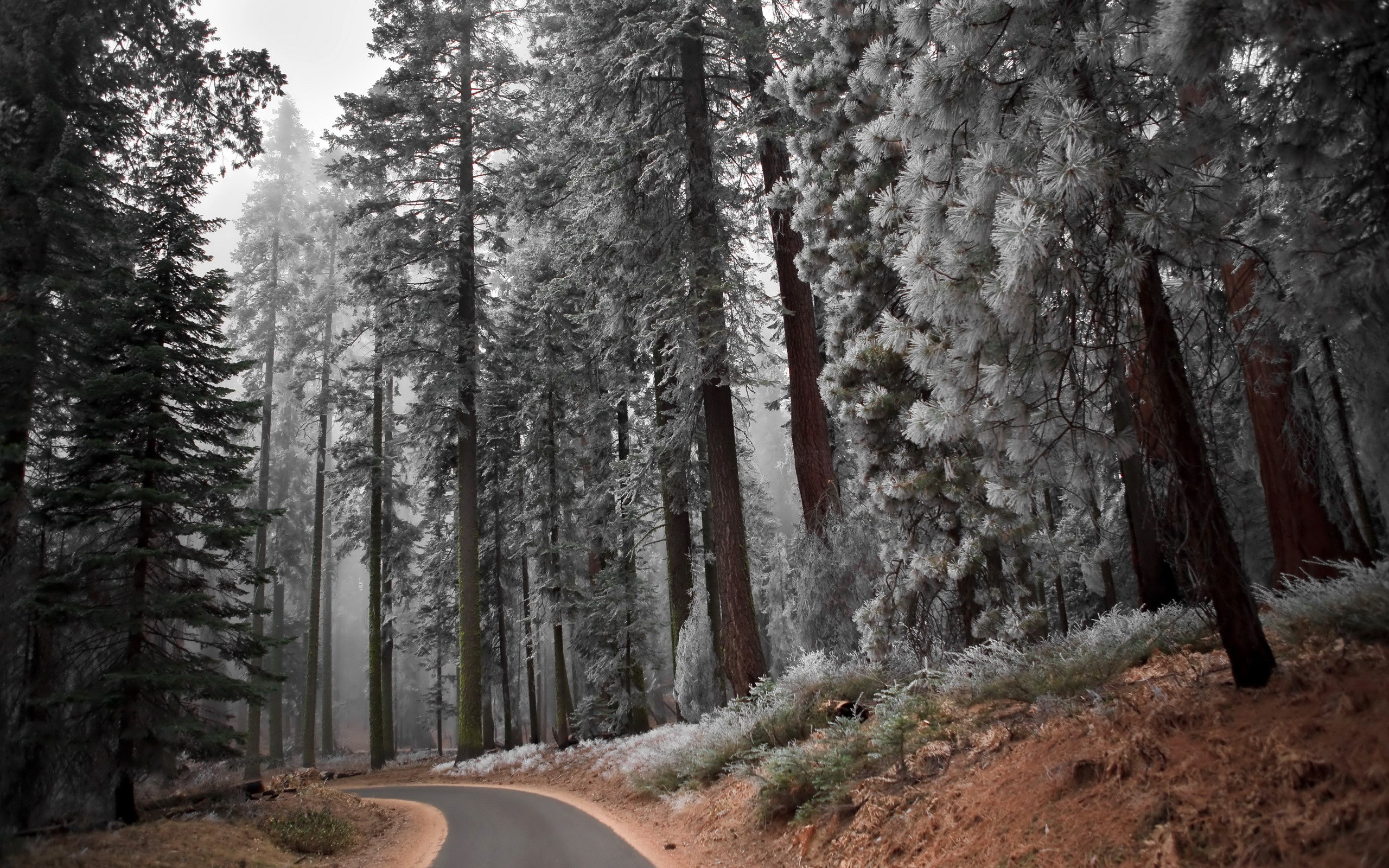 Winter forest with frosted trees and a winding road HD Wallpaper