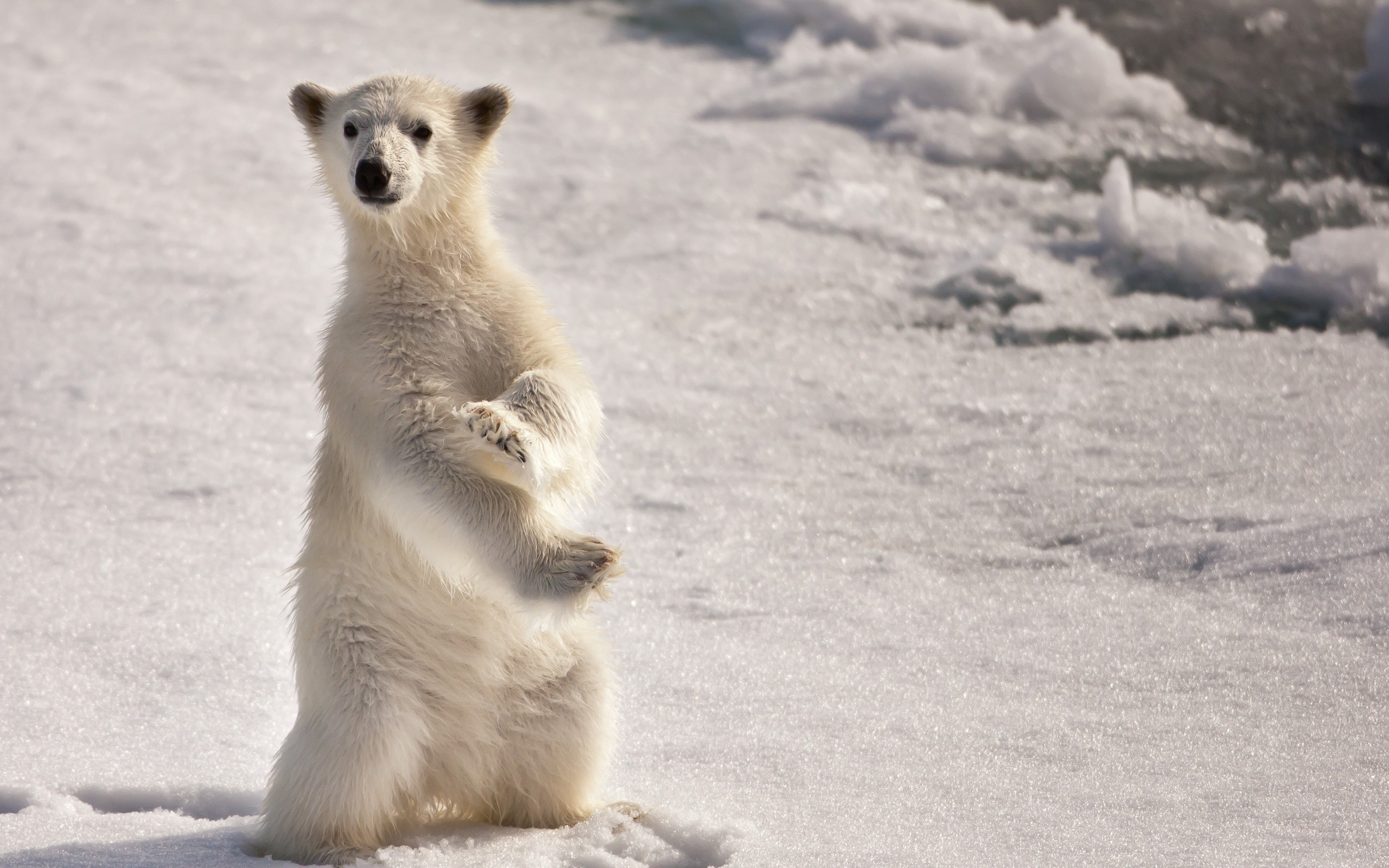 A polar bear cub stands on ice HD Wallpaper