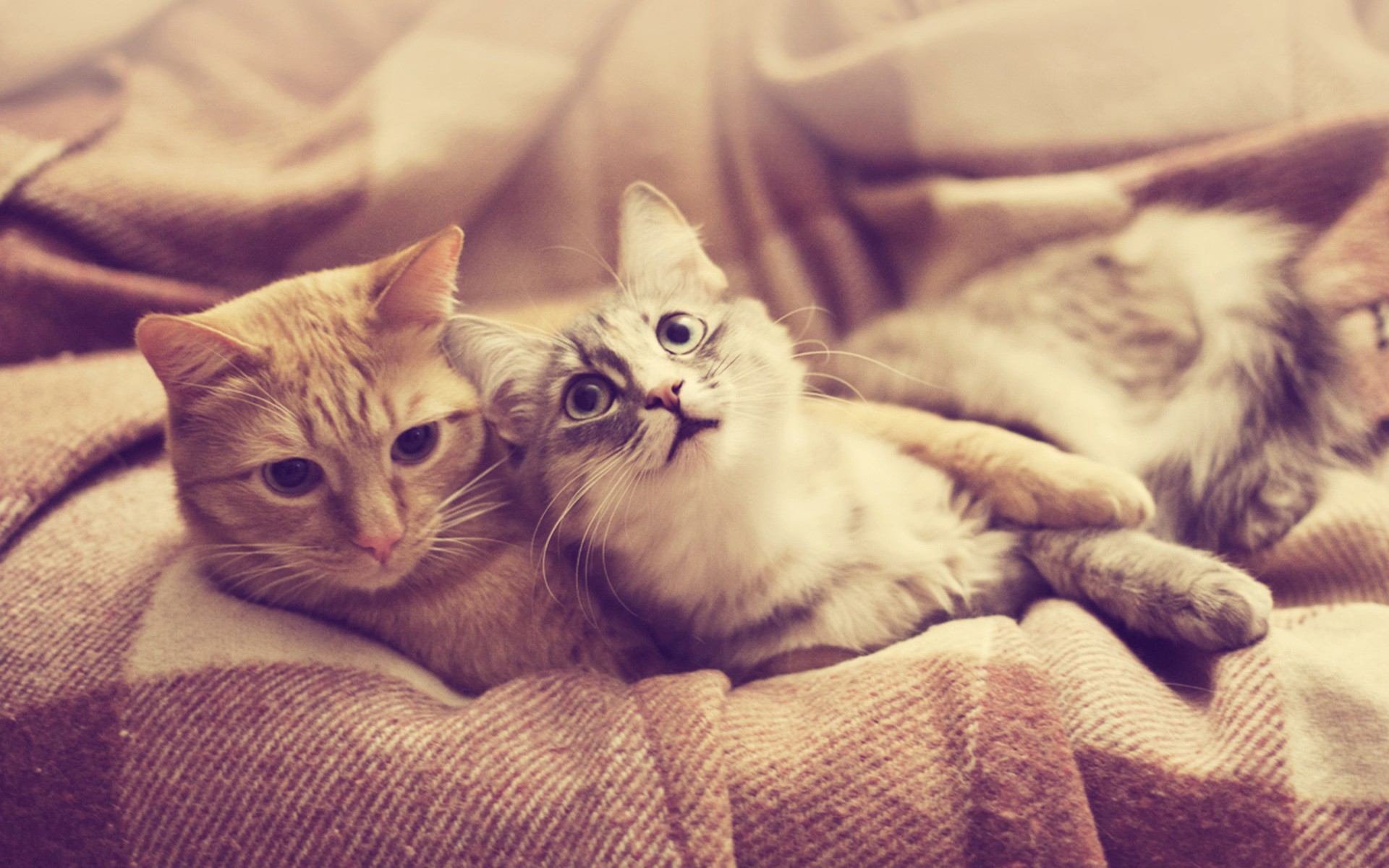 Two cats cuddling on a blanket HD Wallpaper