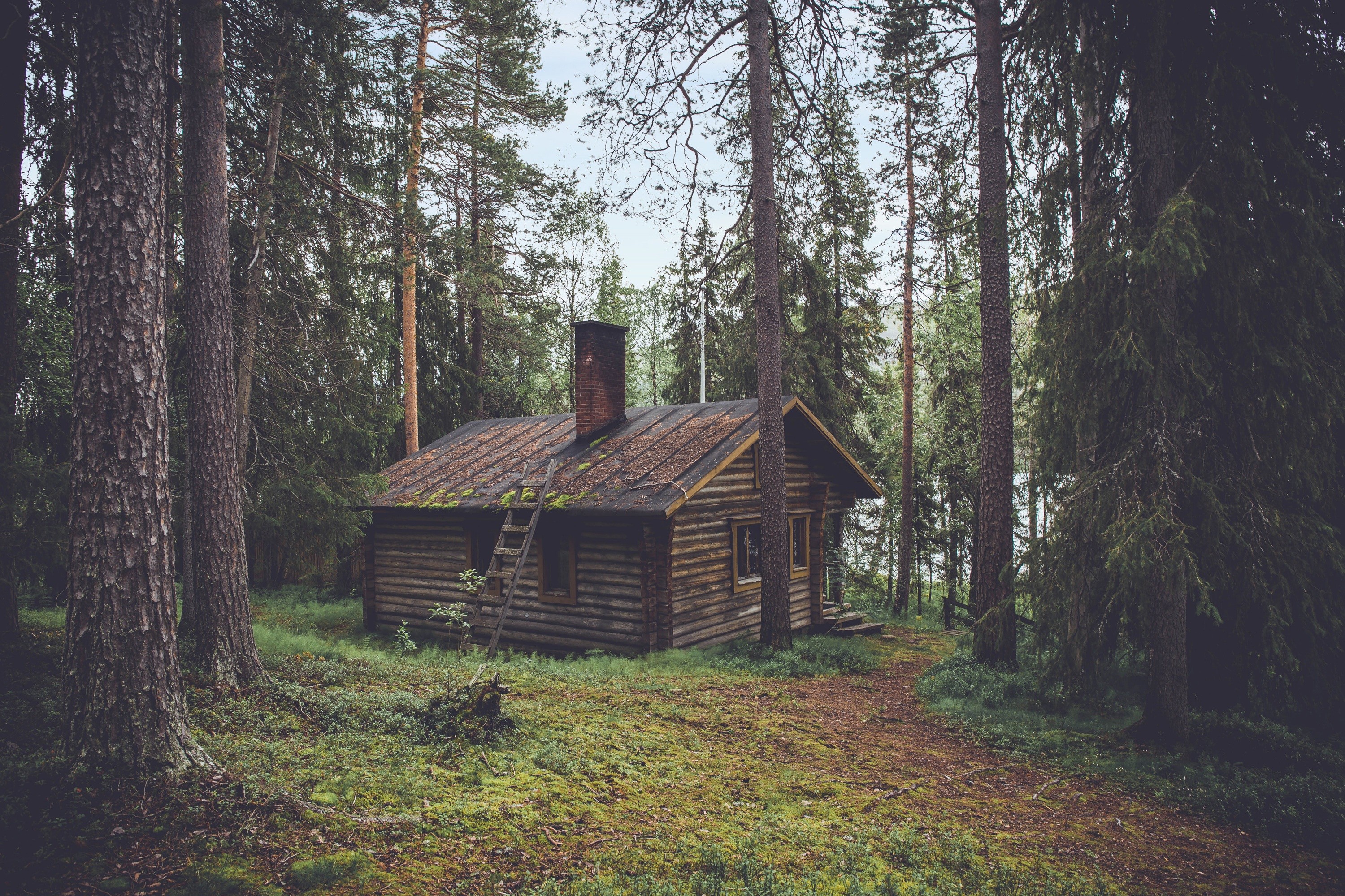 Wooden cabin in a dense forest with a ladder HD Wallpaper