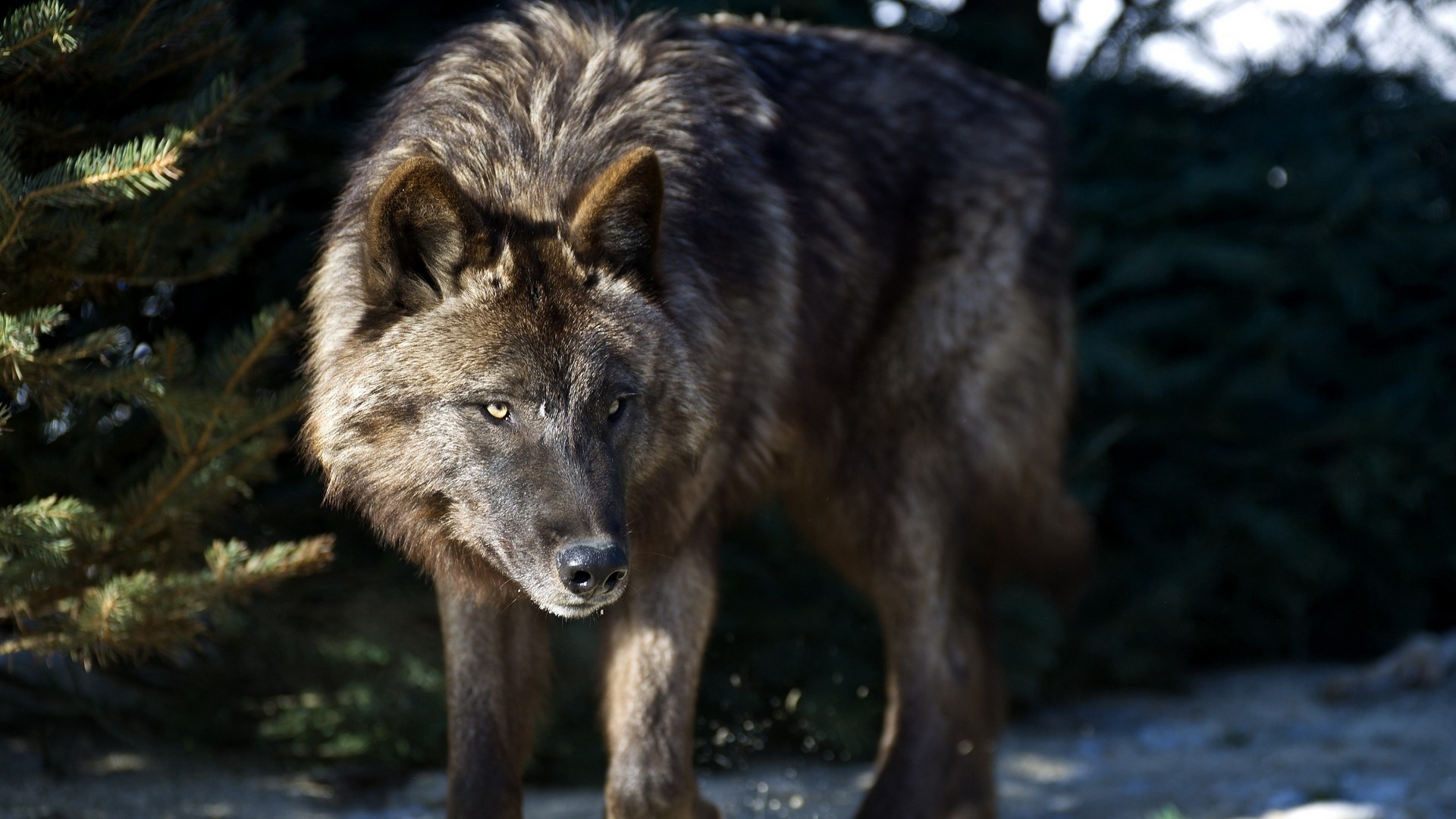 A dark wolf stands in front of pine trees HD Wallpaper
