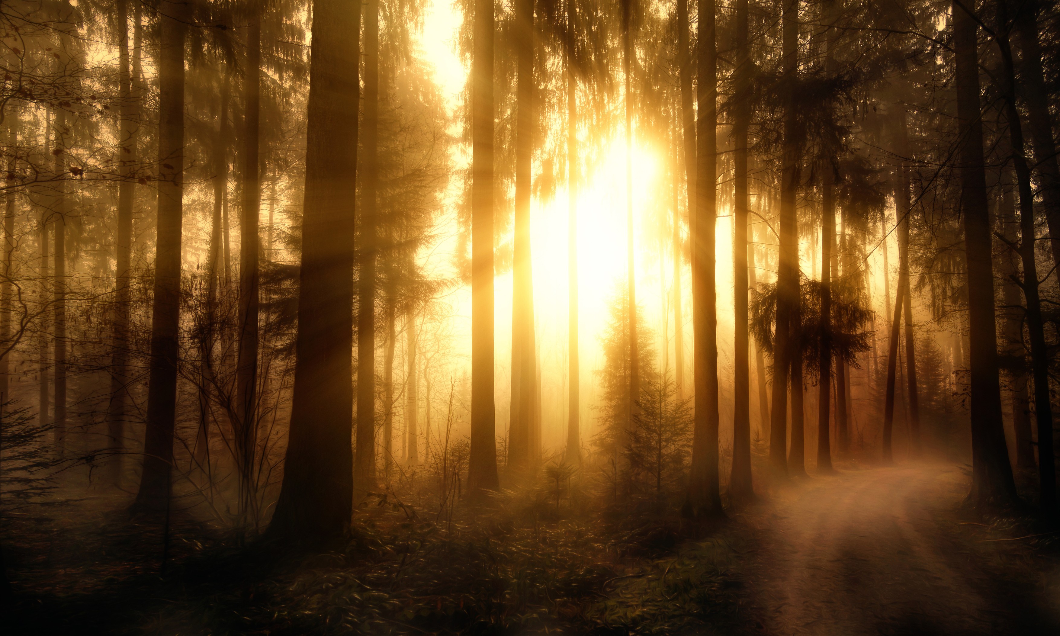 Sunlight filtering through trees in a forest HD Wallpaper
