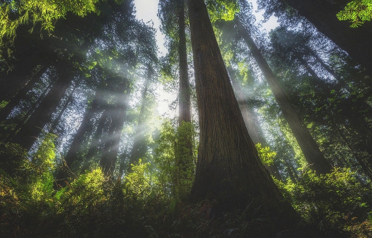 Sun rays filtering through a redwood forest canopy HD Wallpaper