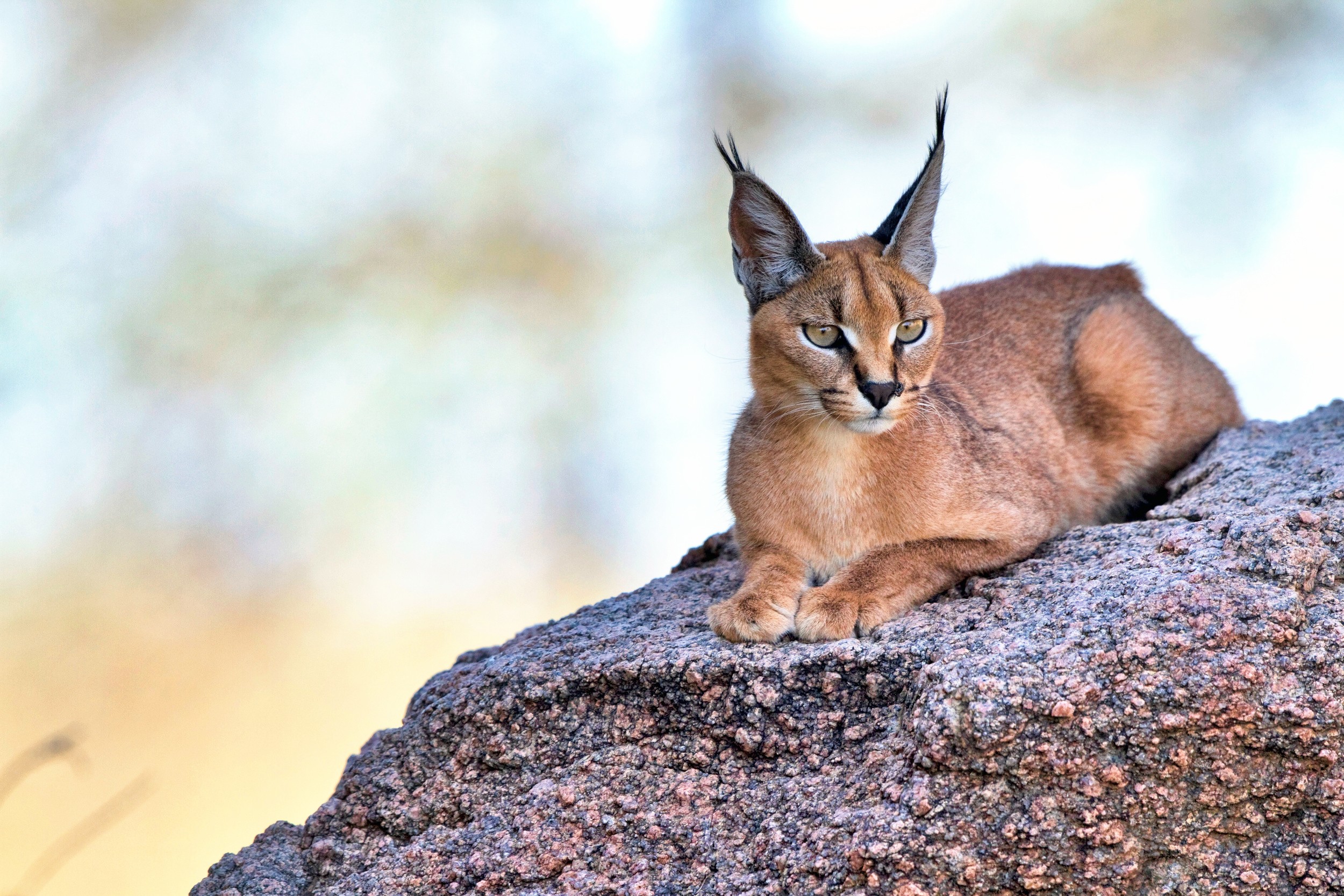 Caracal cat resting on a rock HD Wallpaper