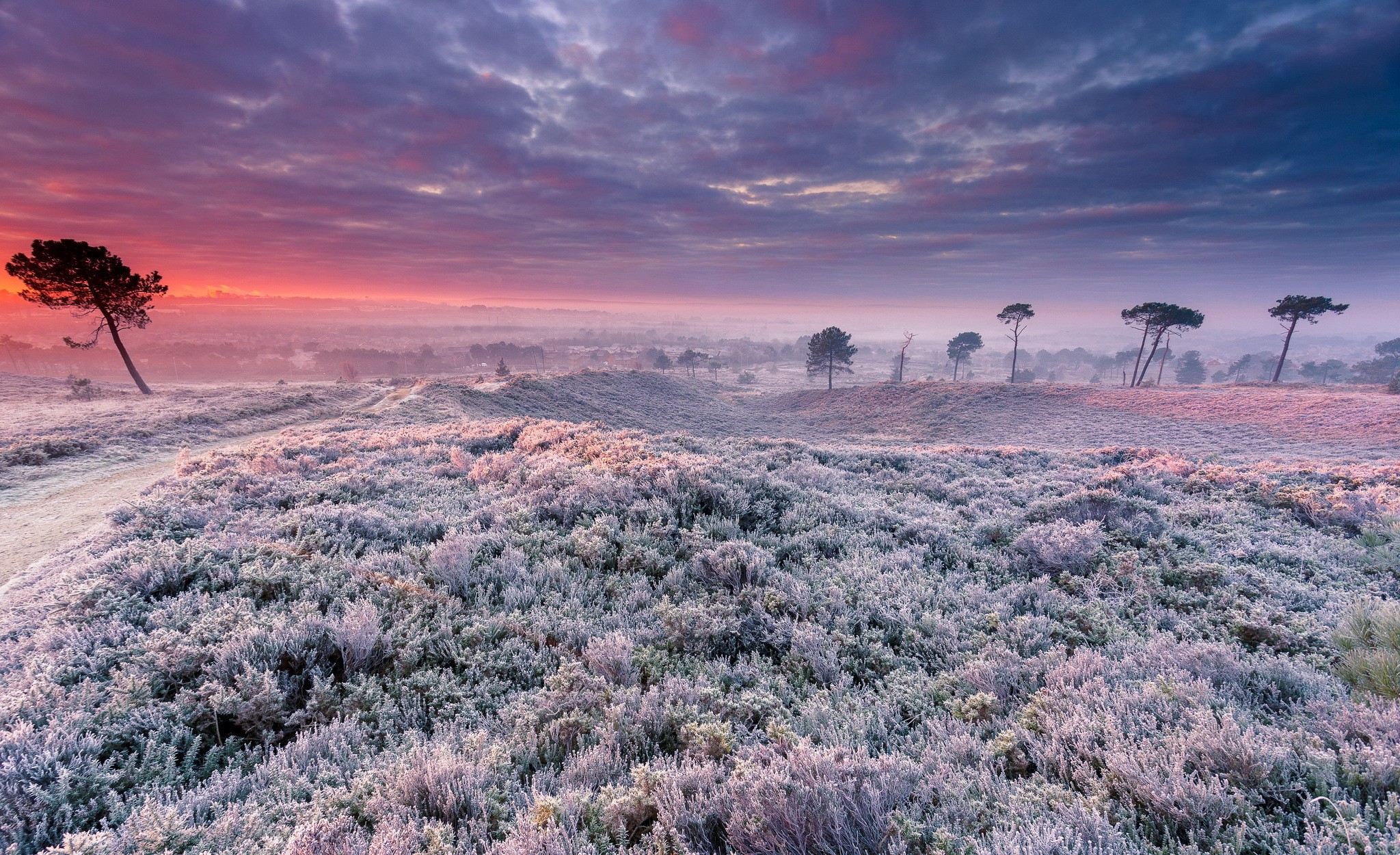 Winter landscape with frost-covered heather and pine trees at sunrise HD Wallpaper