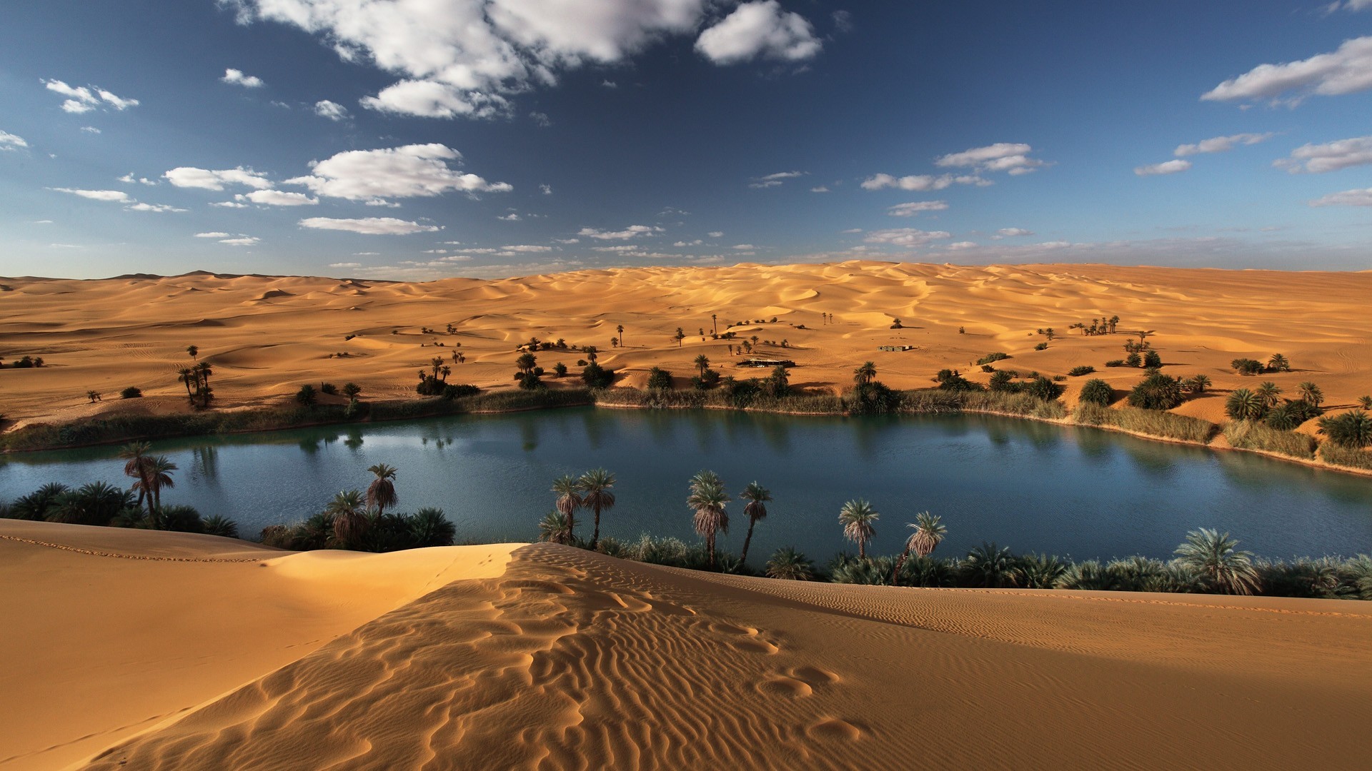Desert oasis with palm trees and sand dunes HD Wallpaper