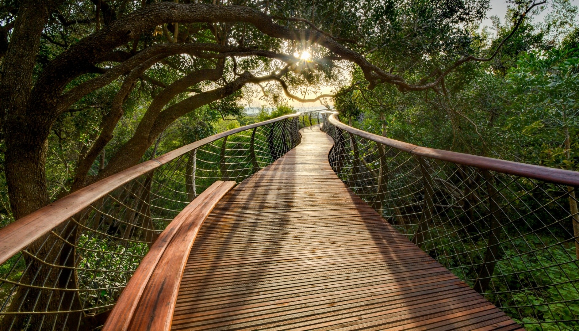Wooden walkway through a forest canopy HD Wallpaper