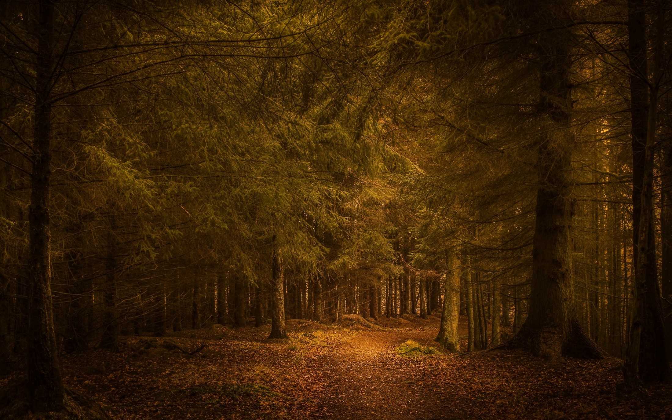 A path through a sunlit forest in autumn HD Wallpaper