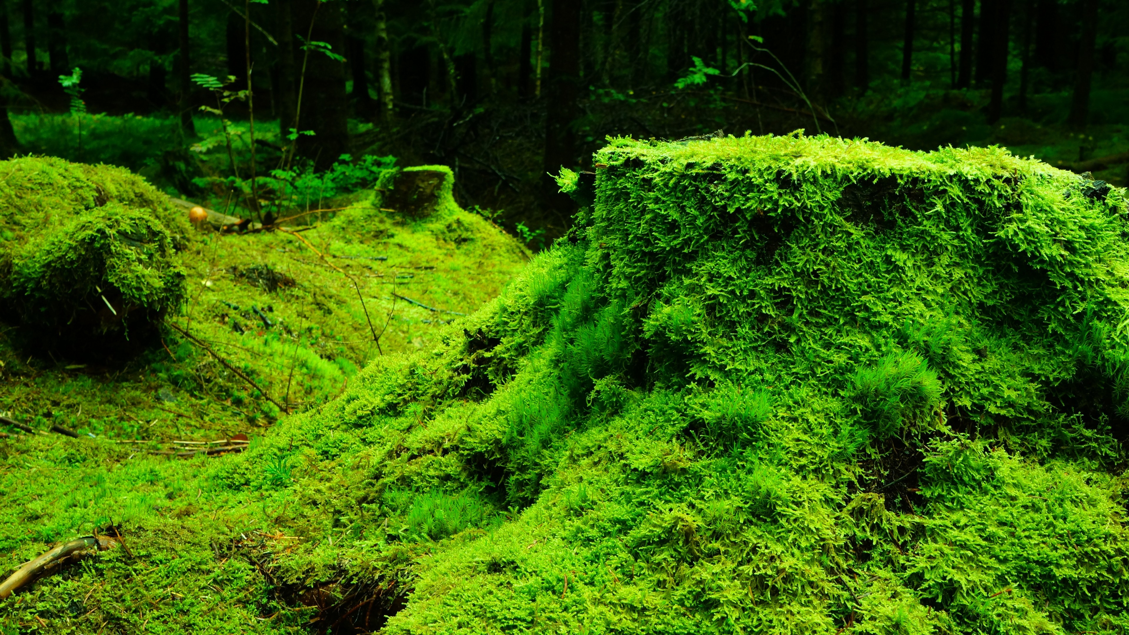 Moss-covered stumps and logs in a dark forest HD Wallpaper