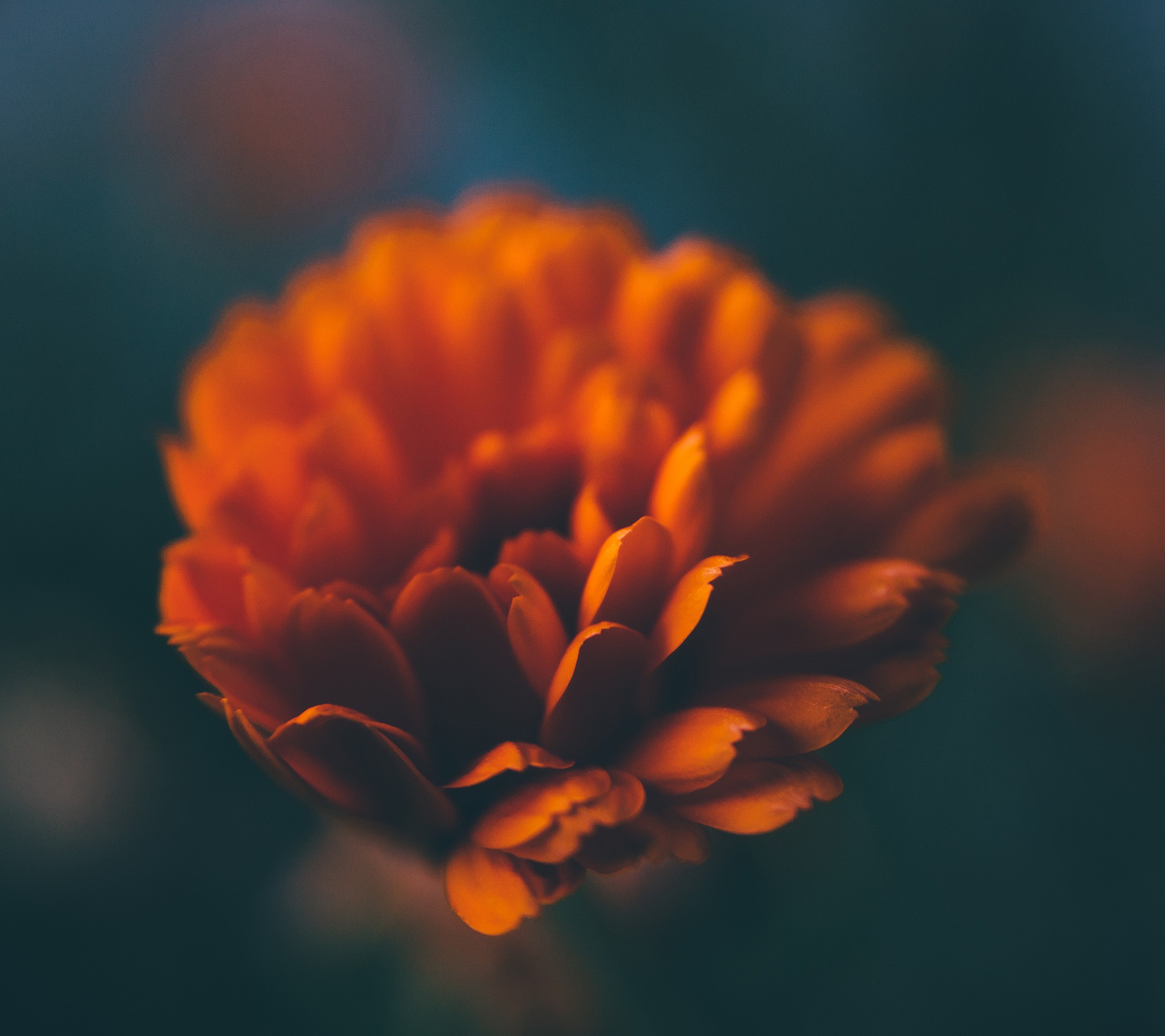 Close-up of an orange flower with dark background HD Wallpaper