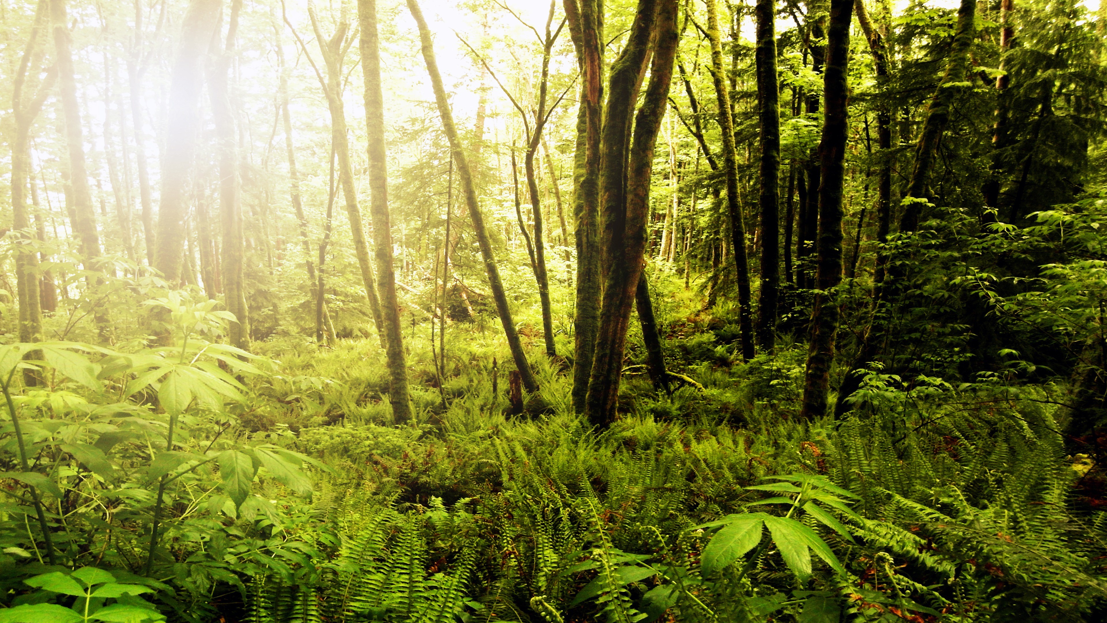 Sunlight filtering through a dense forest with ferns HD Wallpaper