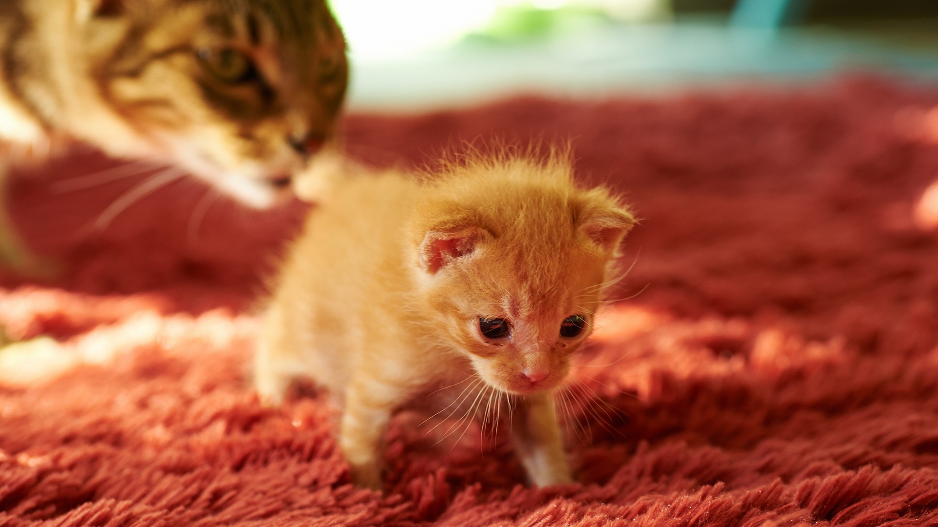 A ginger kitten walks on a red rug with its mother HD Wallpaper