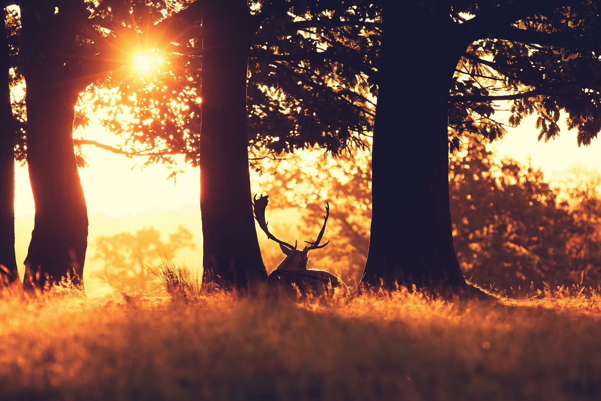 Deer resting in a forest during sunset HD Wallpaper