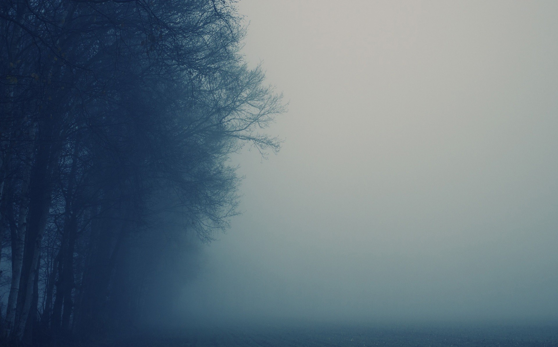 Trees in the mist on a foggy day HD Wallpaper