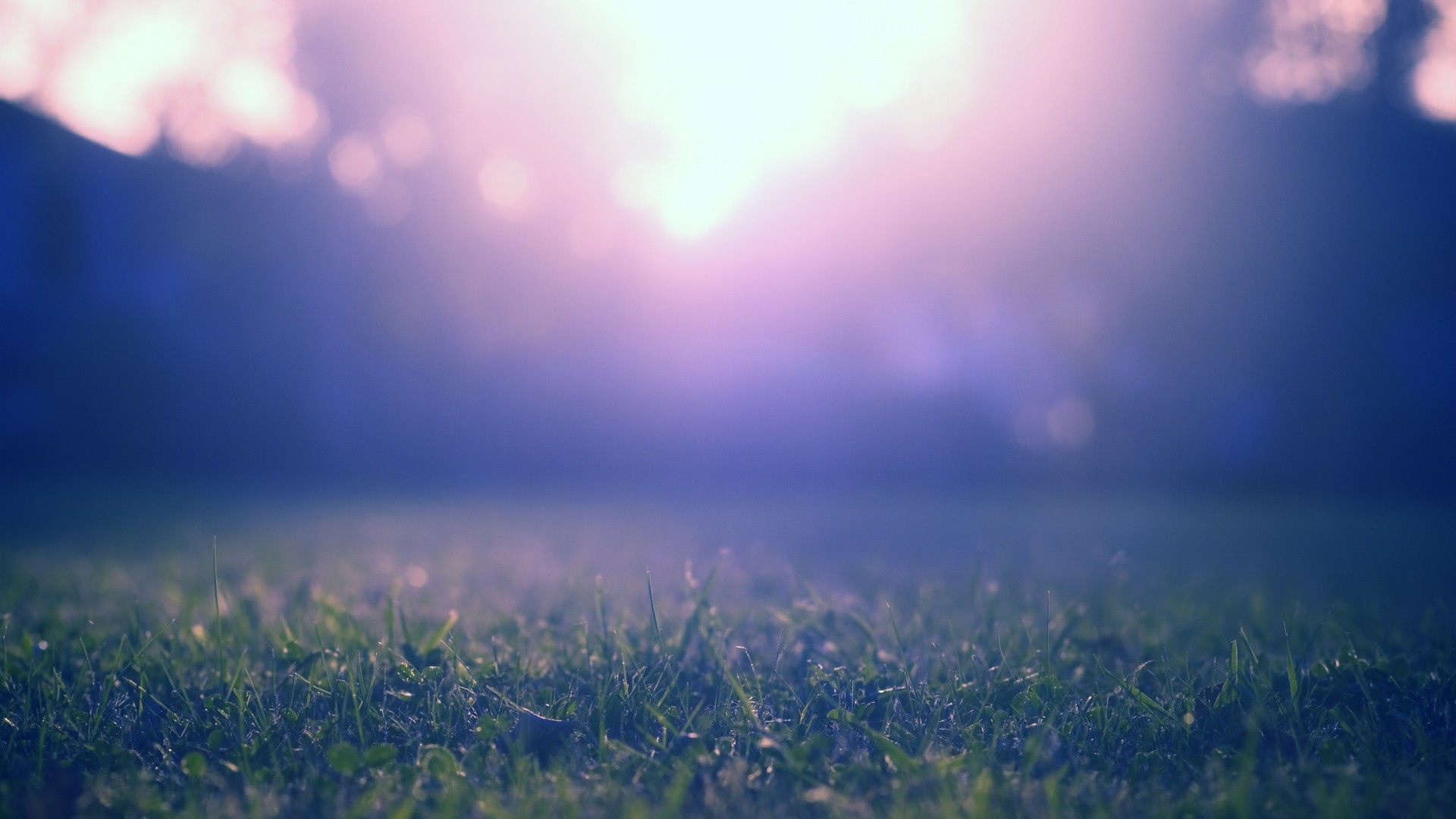 Close-up of grass with soft light in the background HD Wallpaper
