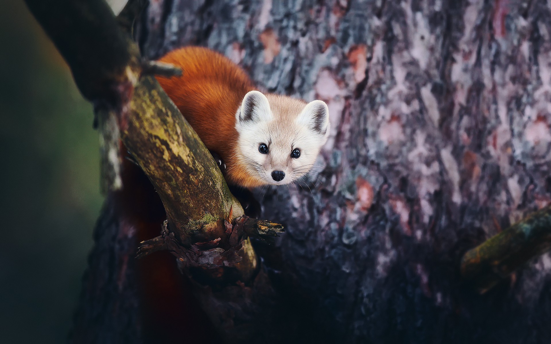 A pine marten peeks from a tree branch HD Wallpaper