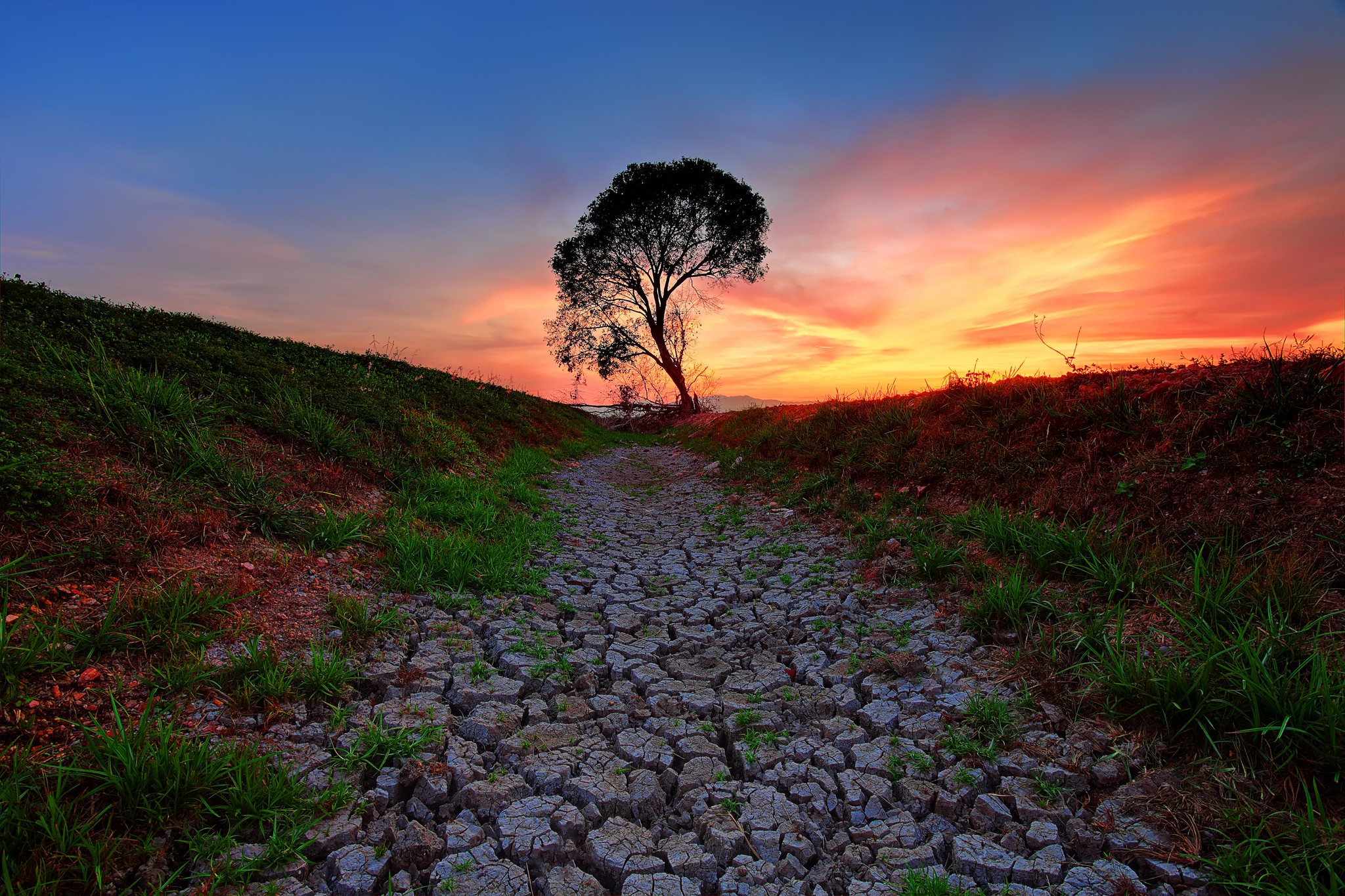 Lone tree on cracked earth at sunset HD Wallpaper