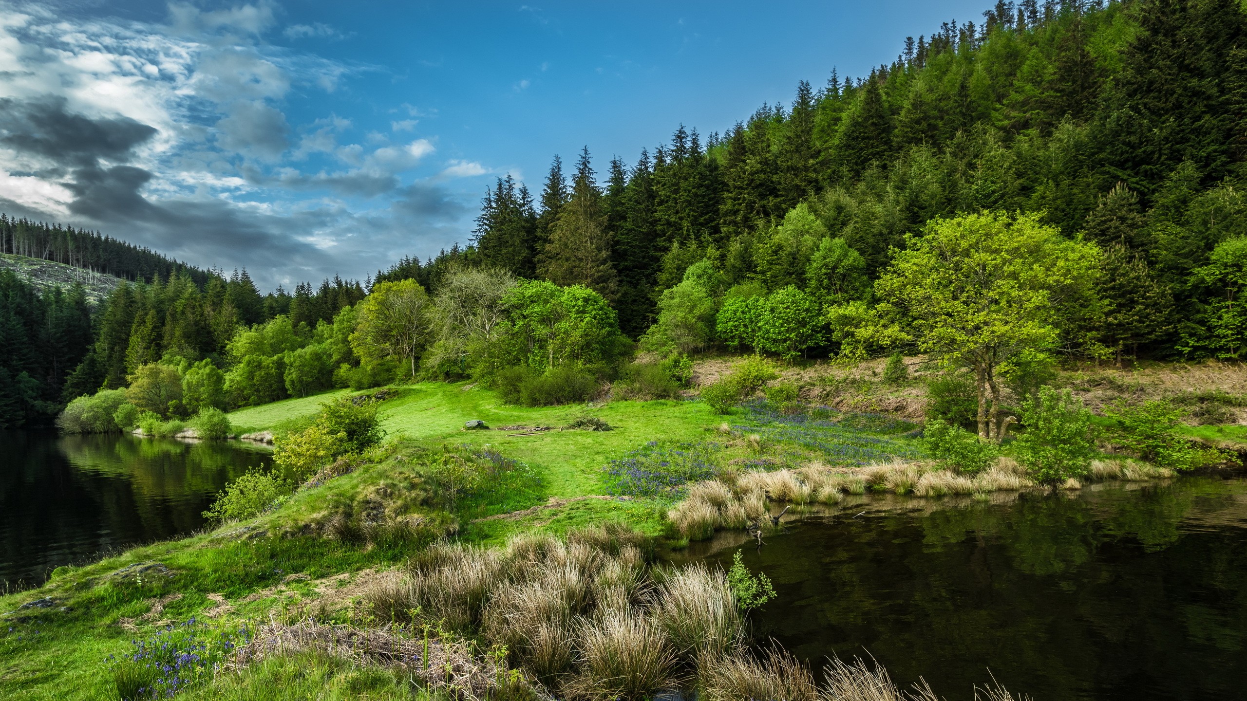 A serene lake surrounded by lush green trees and a forest. HD Wallpaper