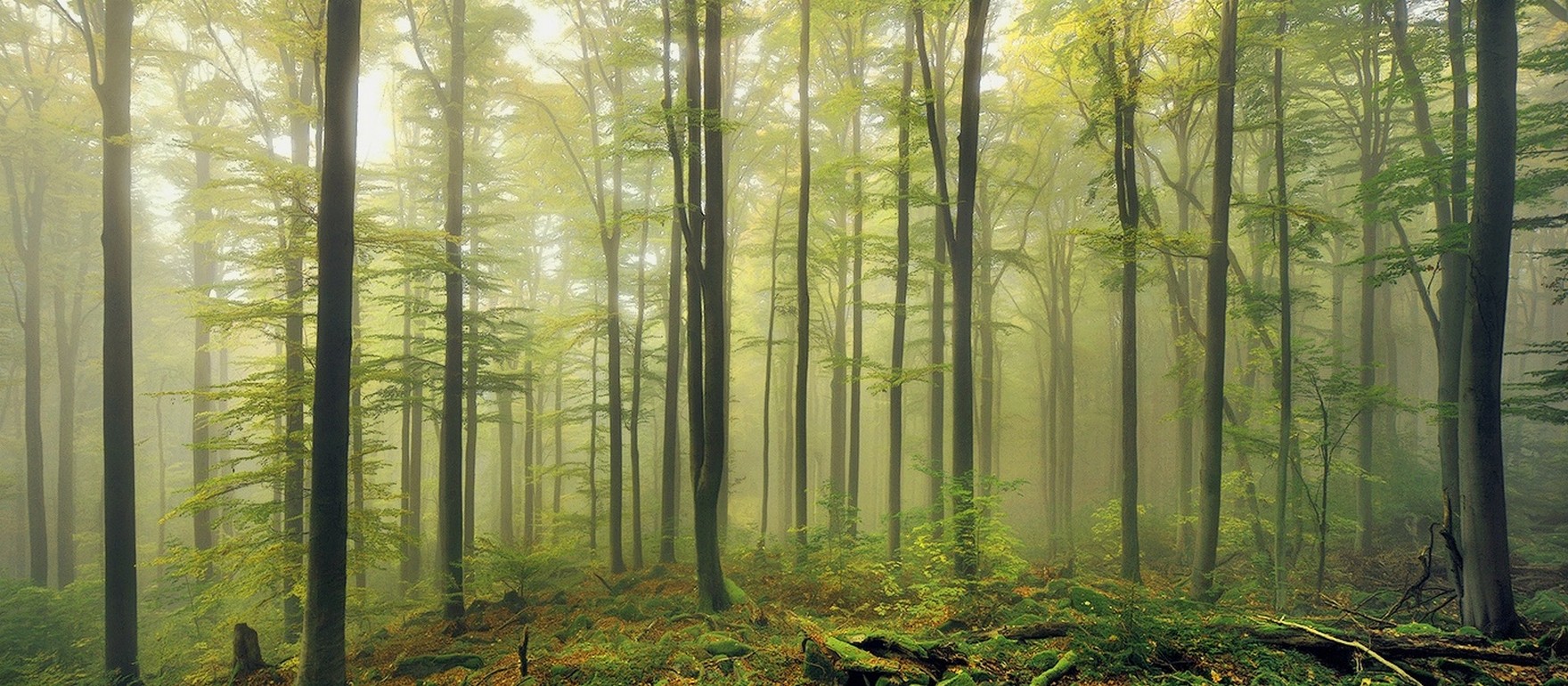 Misty forest with tall trees and green moss in Germany HD Wallpaper