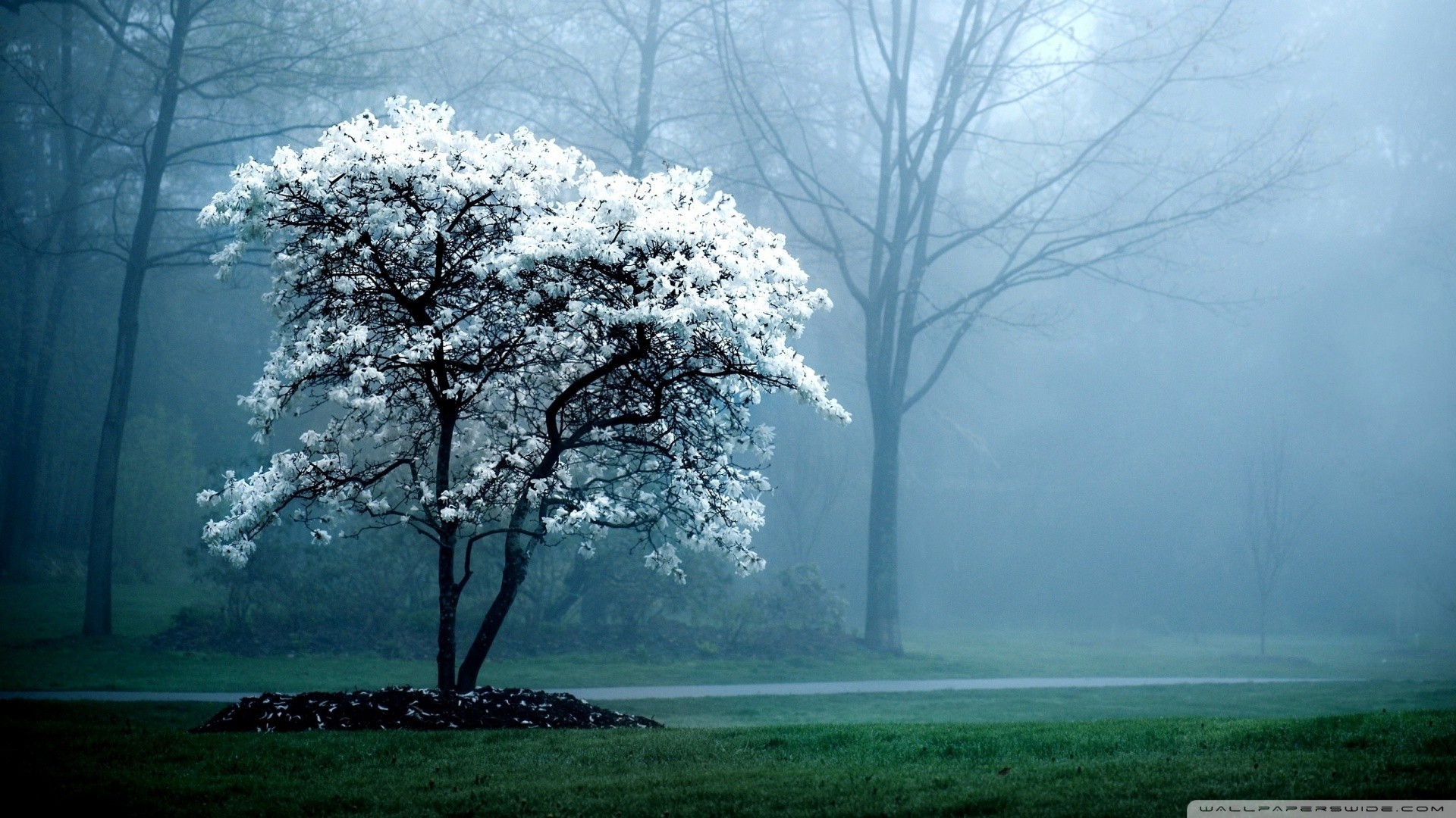 trees, forest, mist, grass HD Wallpaper