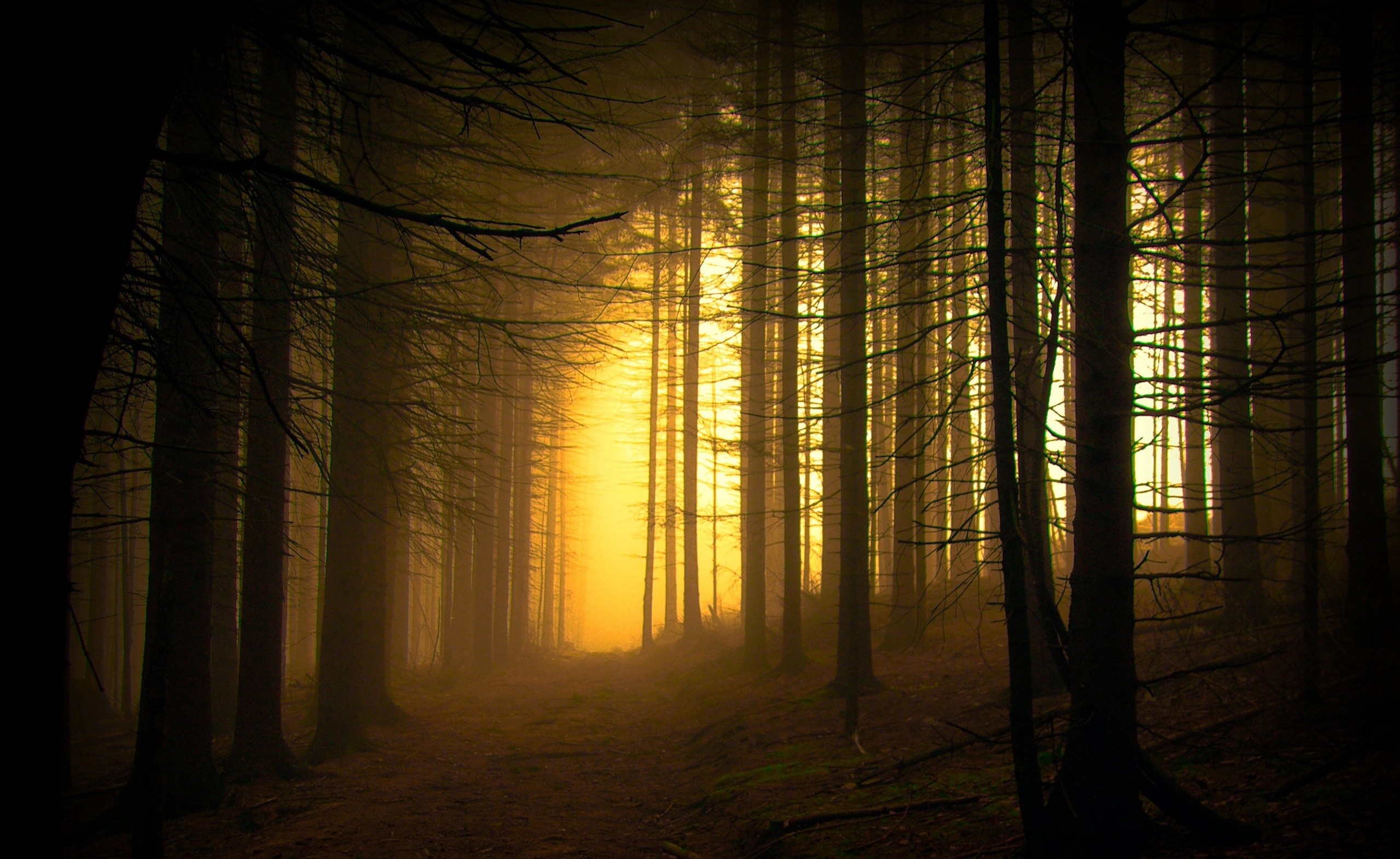 A path through a misty forest with sunlight. HD Wallpaper