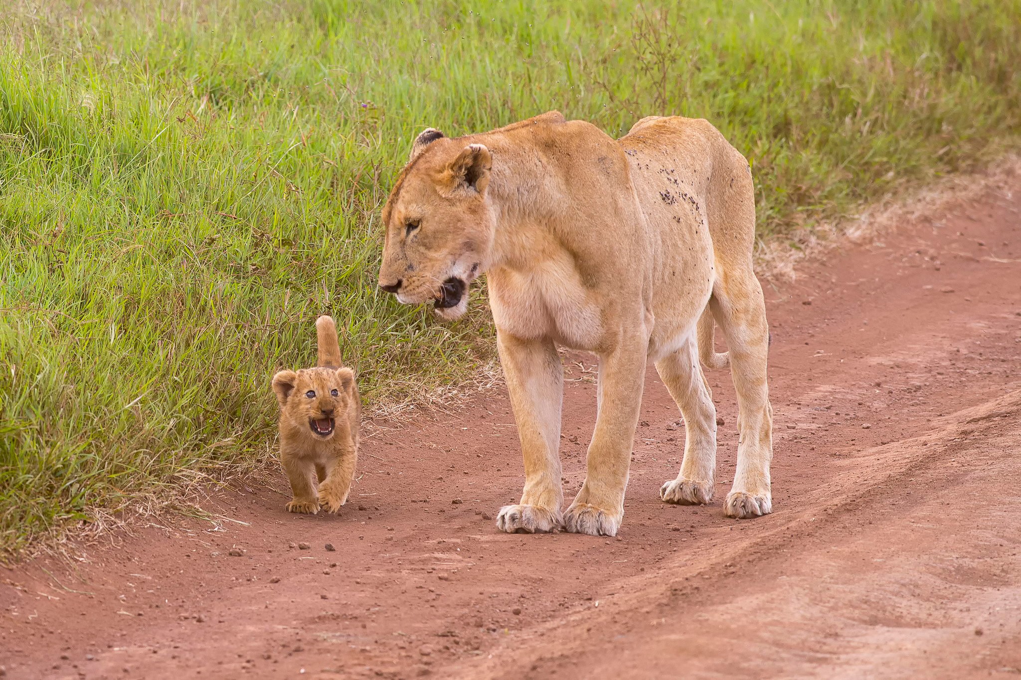 Lioness and cub walking on a dirt road HD Wallpaper