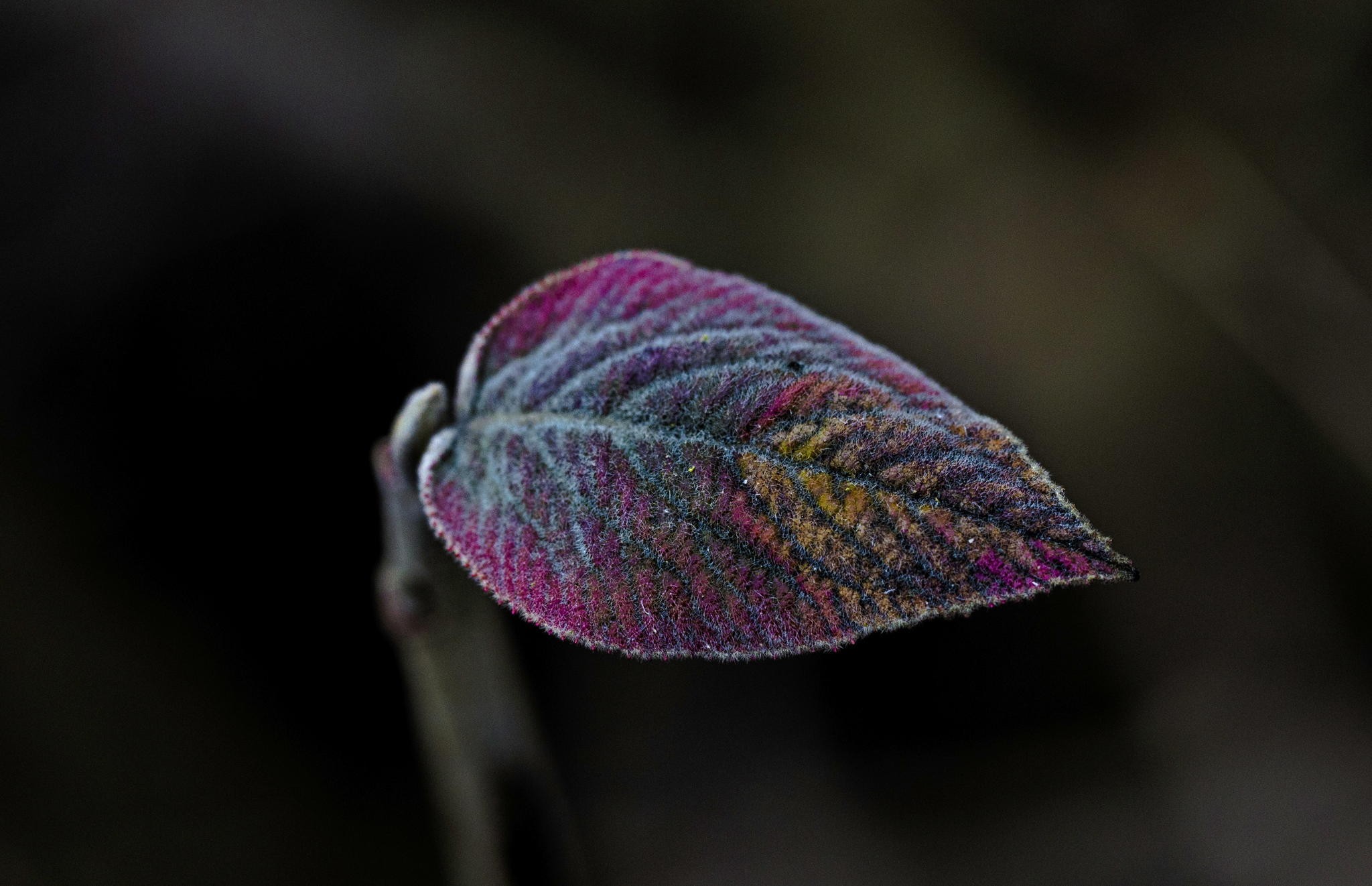 Macro shot of a colorful fuzzy leaf HD Wallpaper