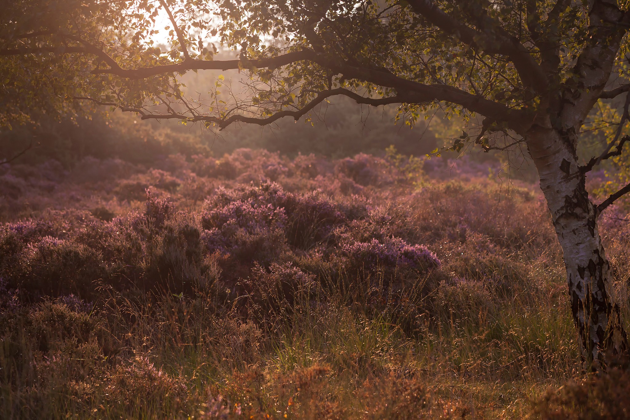 Misty morning in a heather field with a birch tree HD Wallpaper