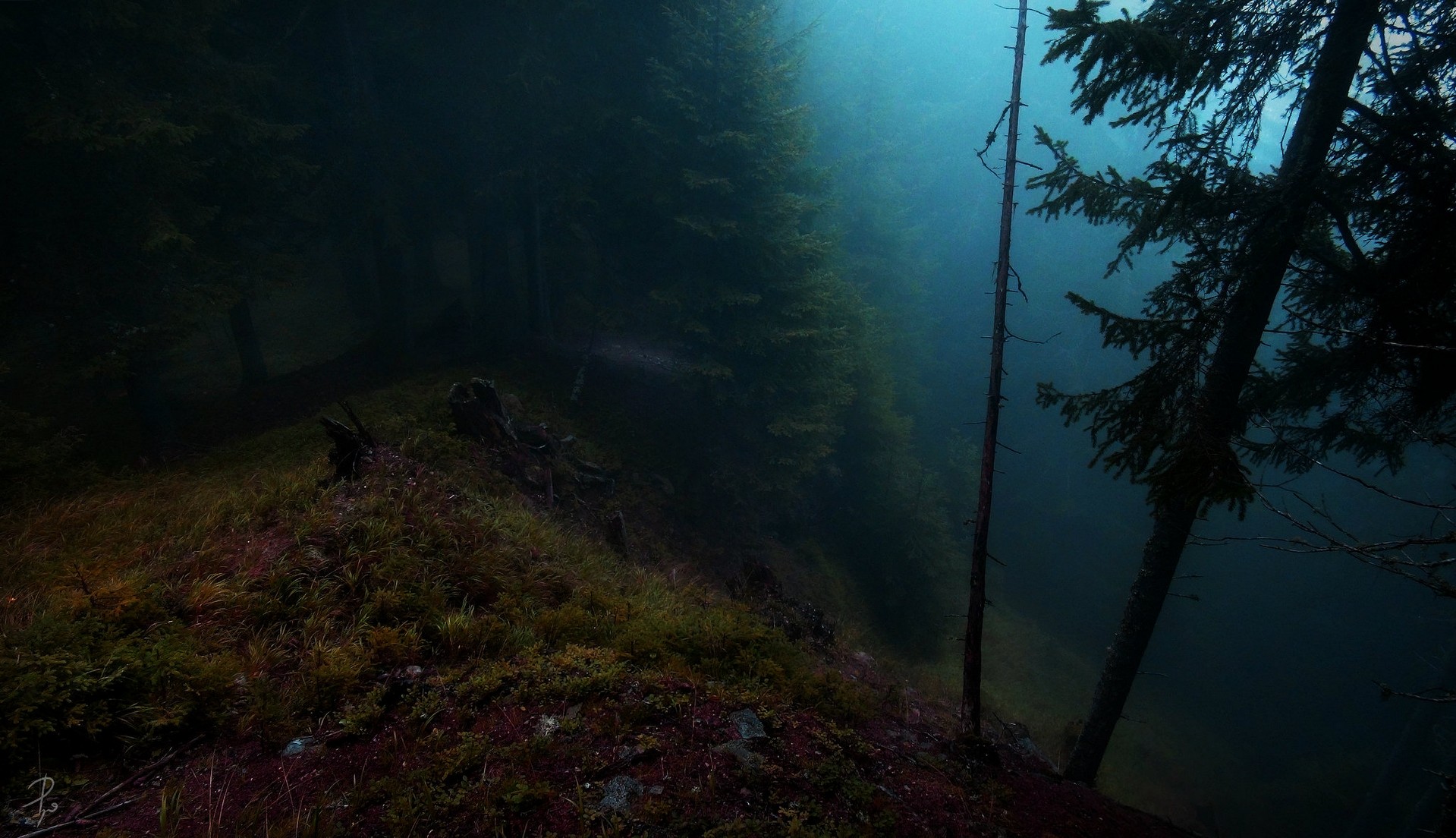 Misty forest with tall trees on a slope HD Wallpaper