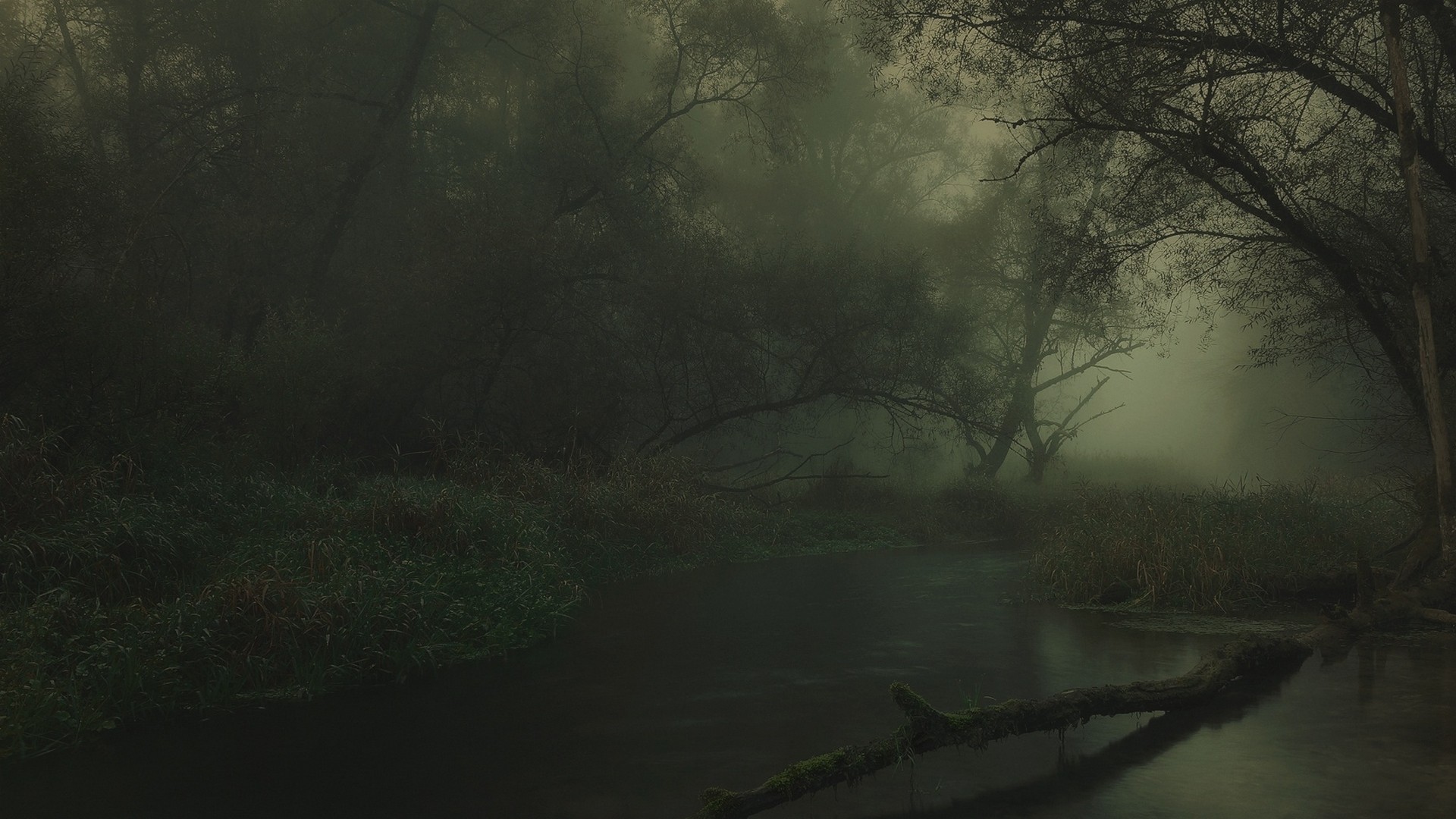 Misty forest with a dark river in Germany HD Wallpaper