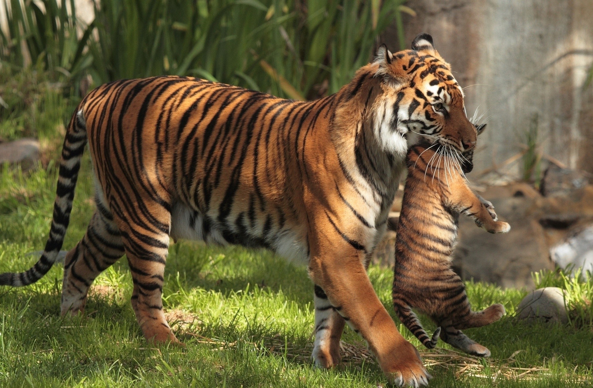 Tiger carrying its cub in grassy area HD Wallpaper